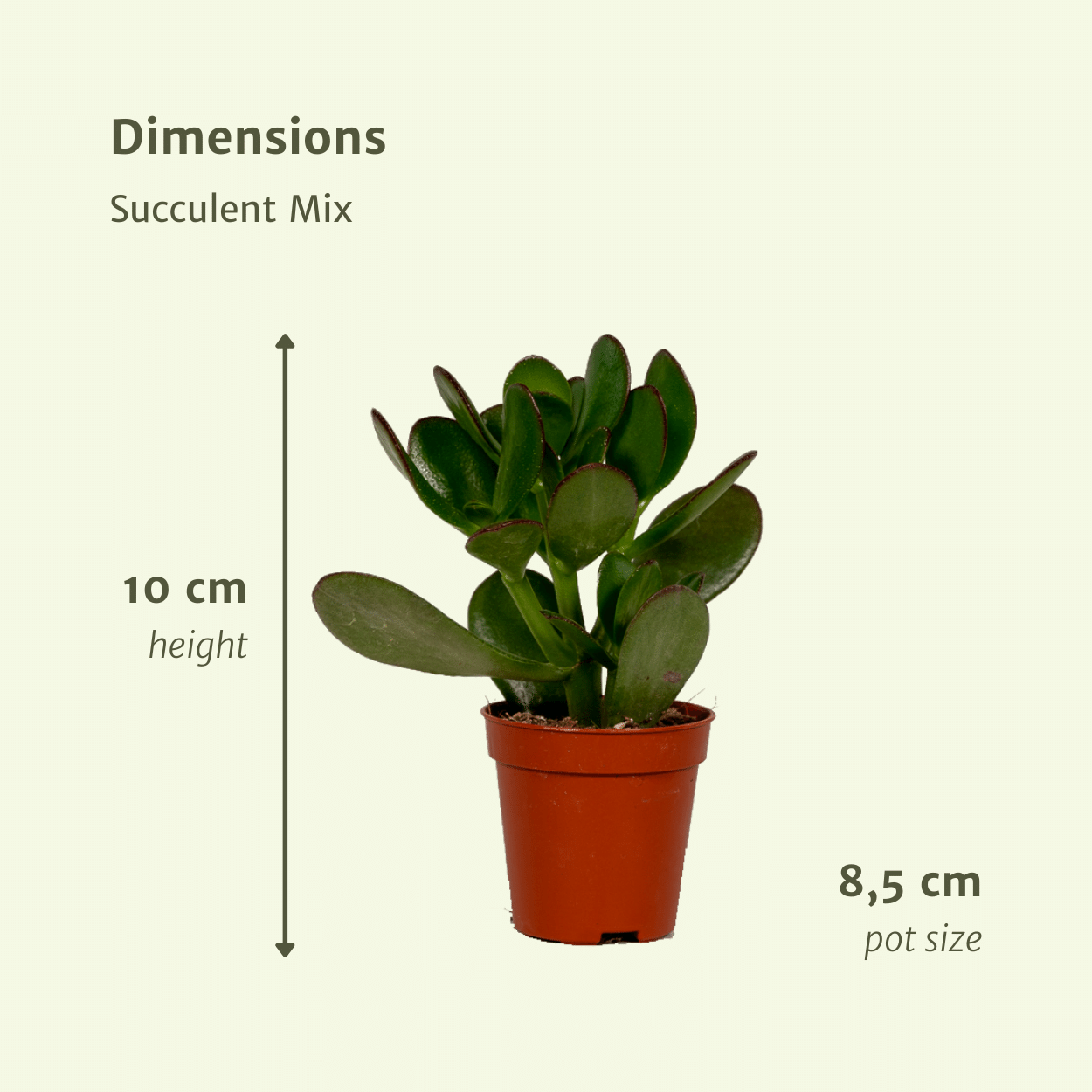 Sukkulenten Mix - 9 Stücke - Ø8,5cm - ↕10 cm