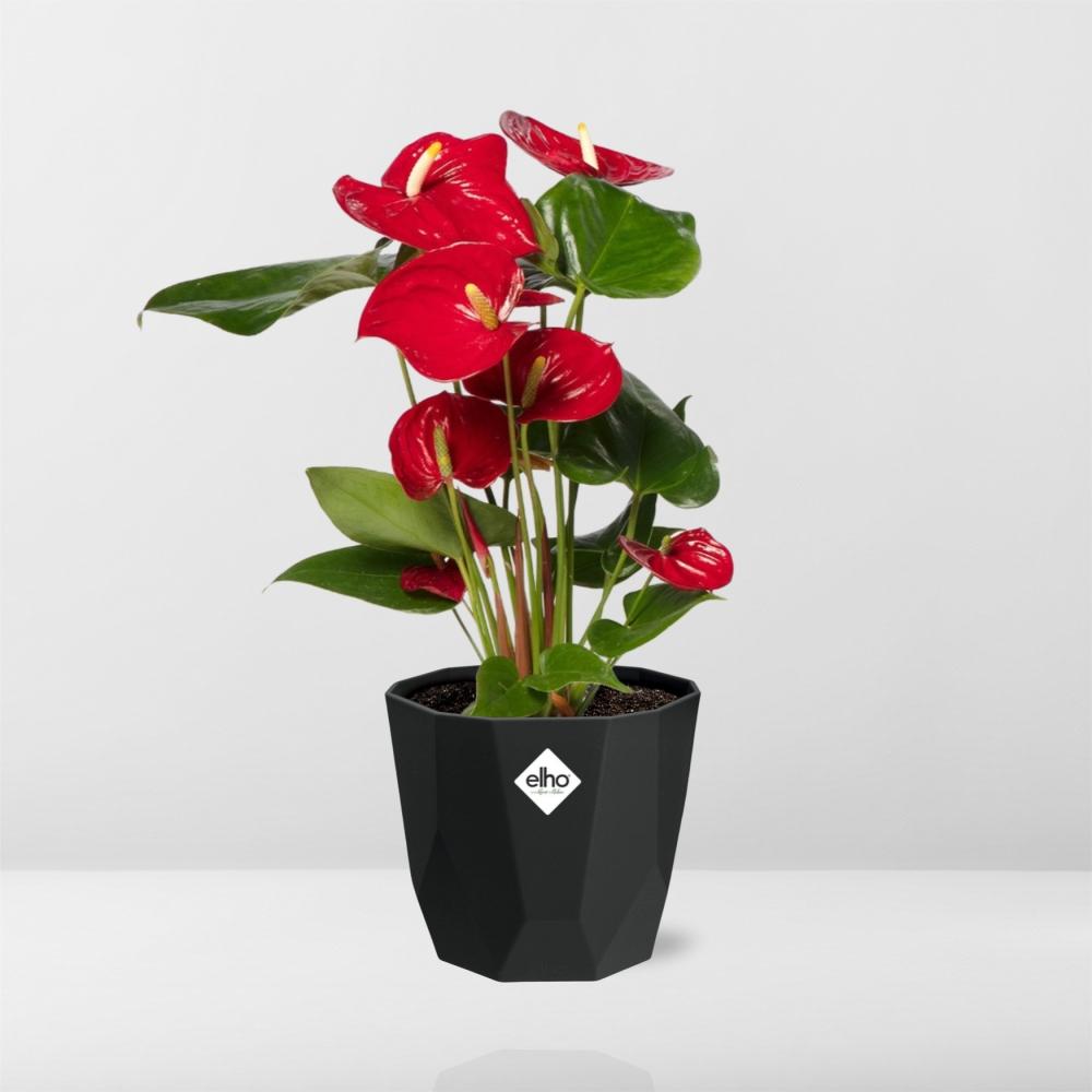 Anthurium Red 12cm in 14cm b.for rock living black