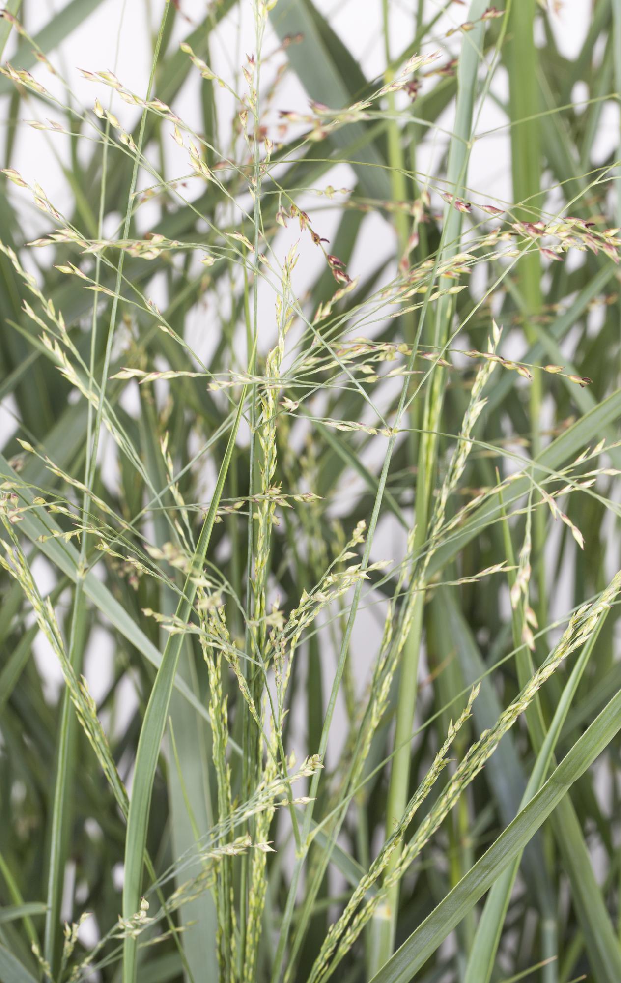 Panicum virgatum 'Prairie Sky' - Ø19cm - ↕50cm