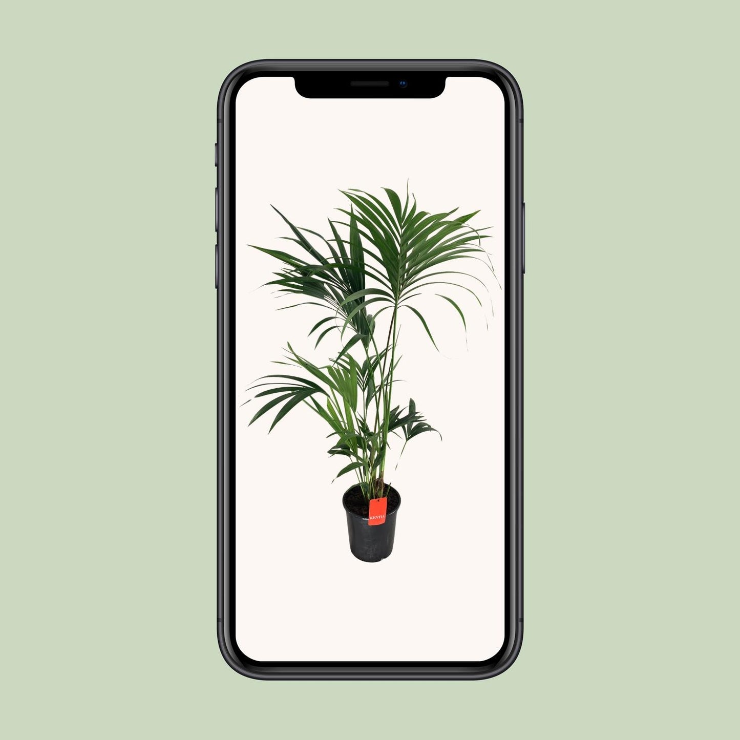 Howea Forsteriana - Ø24cm - ↕130cm