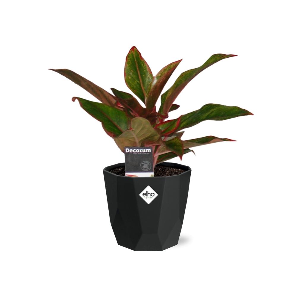 Aglaonema Crete in 14cm b.for rock living black