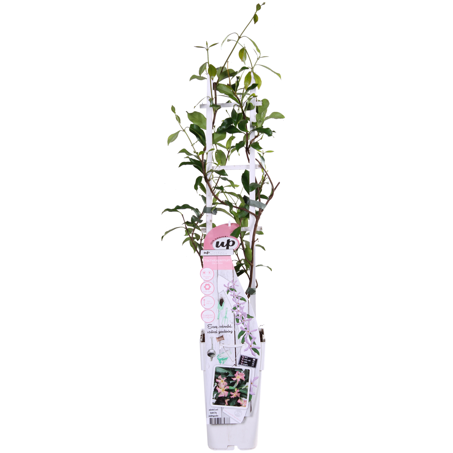 Trachelospermum 'Star of Ibiza' - Toskanischer Jasmin Rosa - Ø15cm - ↕65cm