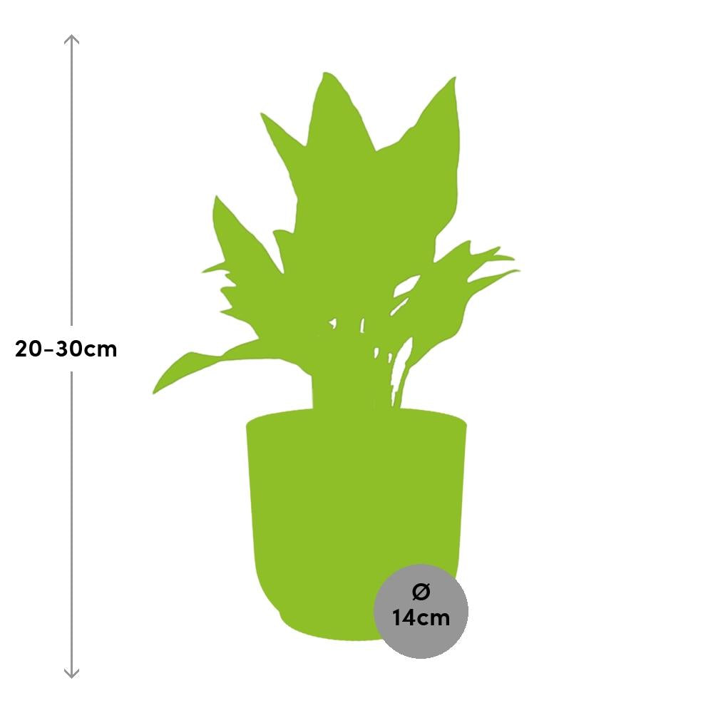 Aglaonema Maria in ELHO Vibes Fold 14cm geel