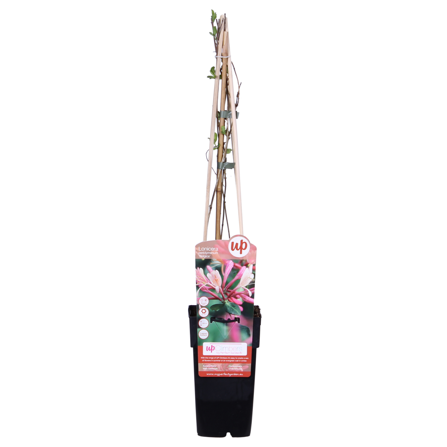 3x - Lonicera periclymenum 'Belgica' - ↨65cm - Ø15