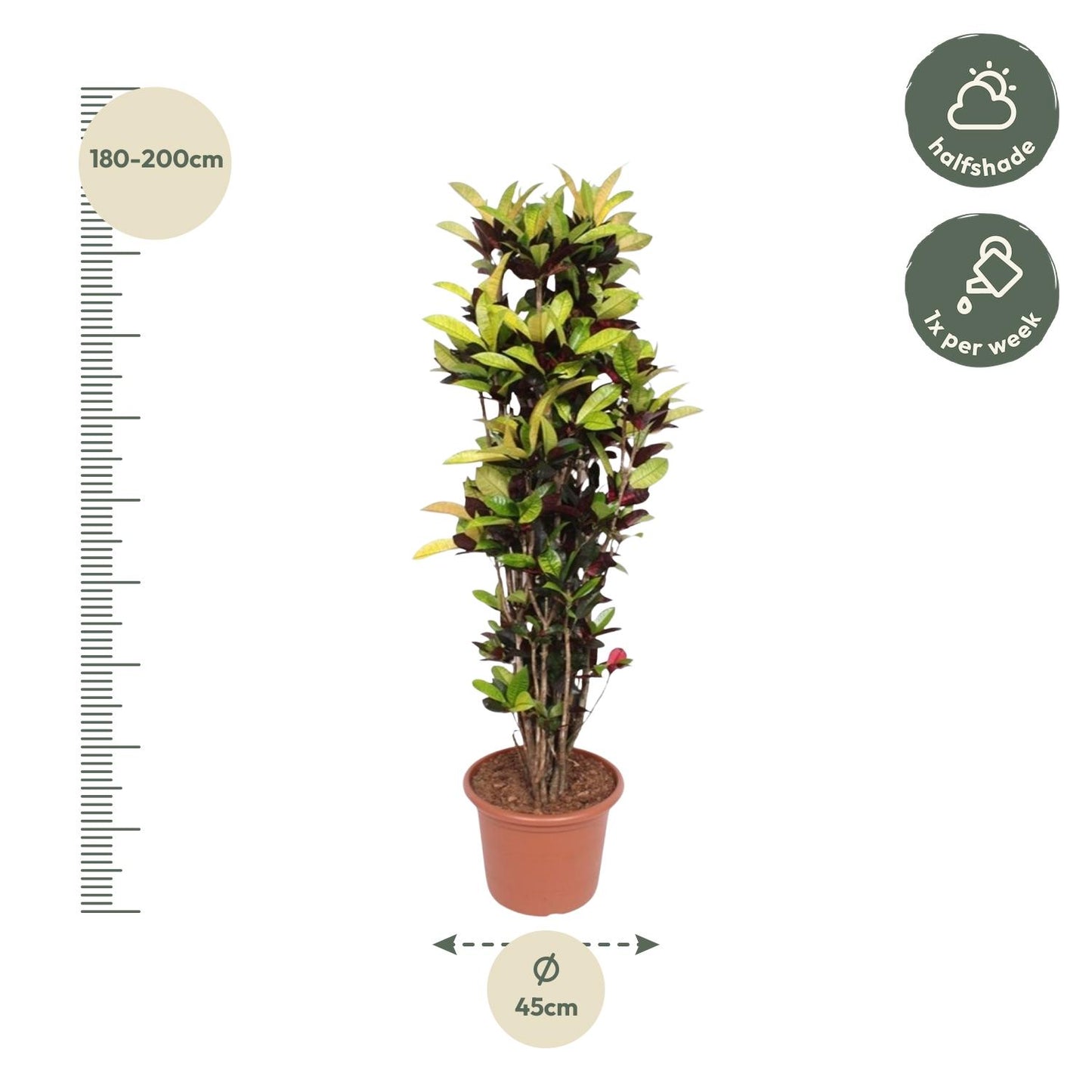 Kroton Iceton 190 cm – Farbenfrohe Zimmerpflanze