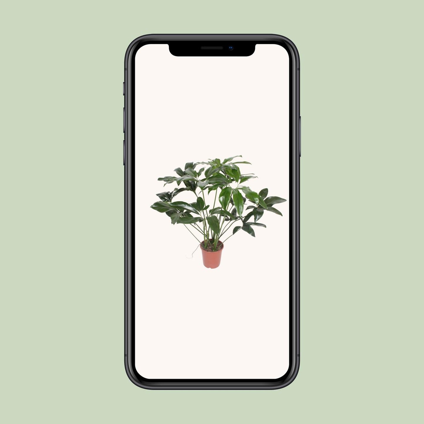 Philodendron Green Wonder - Ø27cm - ↕90cm
