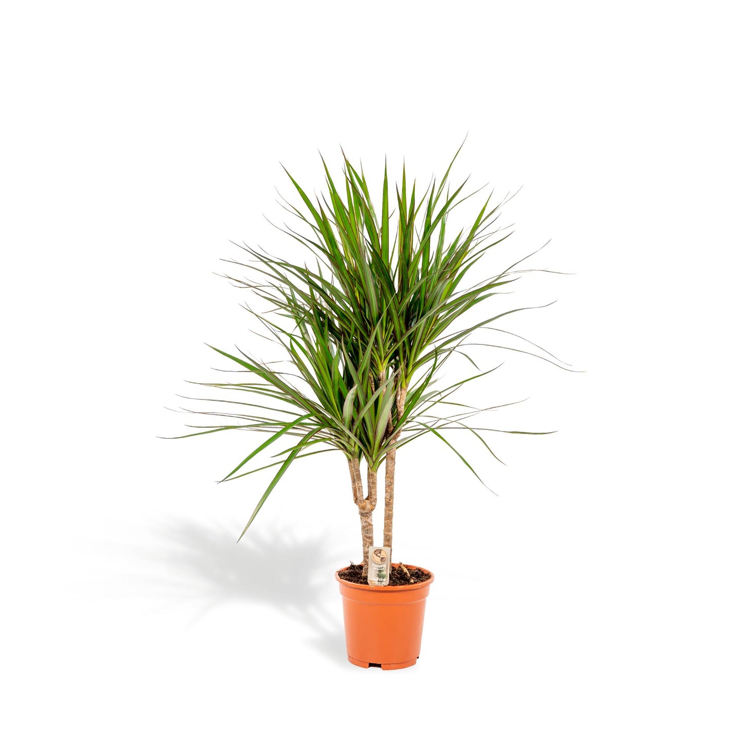 Drachenbaum Marginata 90 cm – Stilvolle & Pflegeleichte Zimmerpflanze