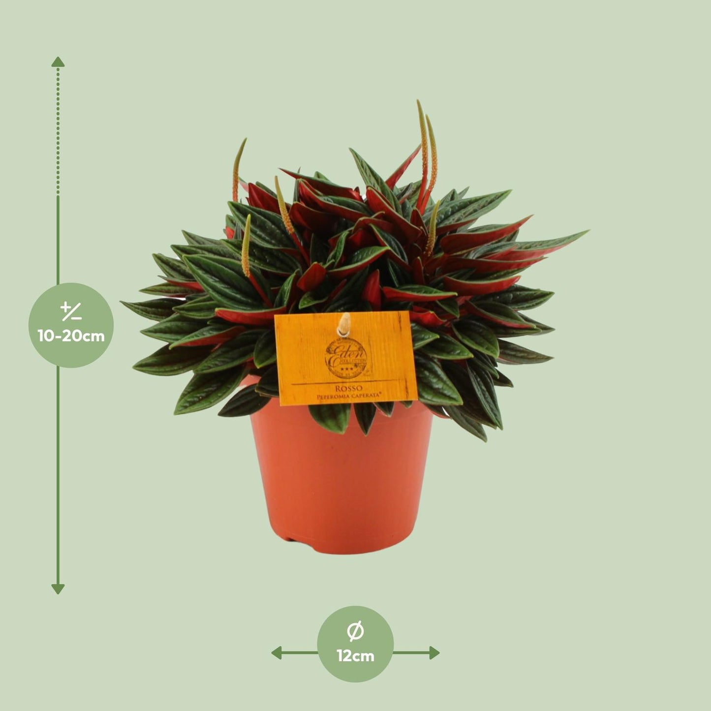 Peperomia Caperata Rosso - Ø12cm - ↕20cm