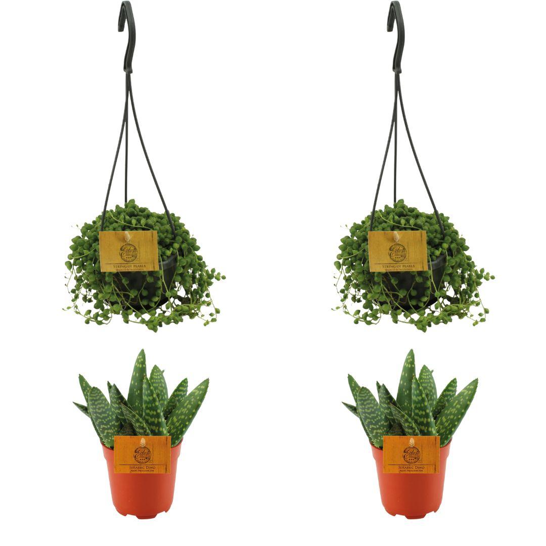 2x Aloe Paradisicum + 2x Senecio Rowleyanus - 4 stuks - Ø10.5cm - ↕10cm