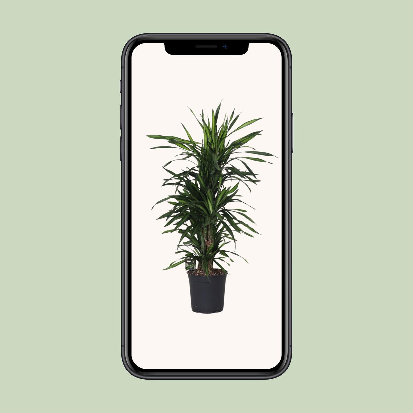 Dracaena Frag. Rikii - Ø27cm - ↕120cm