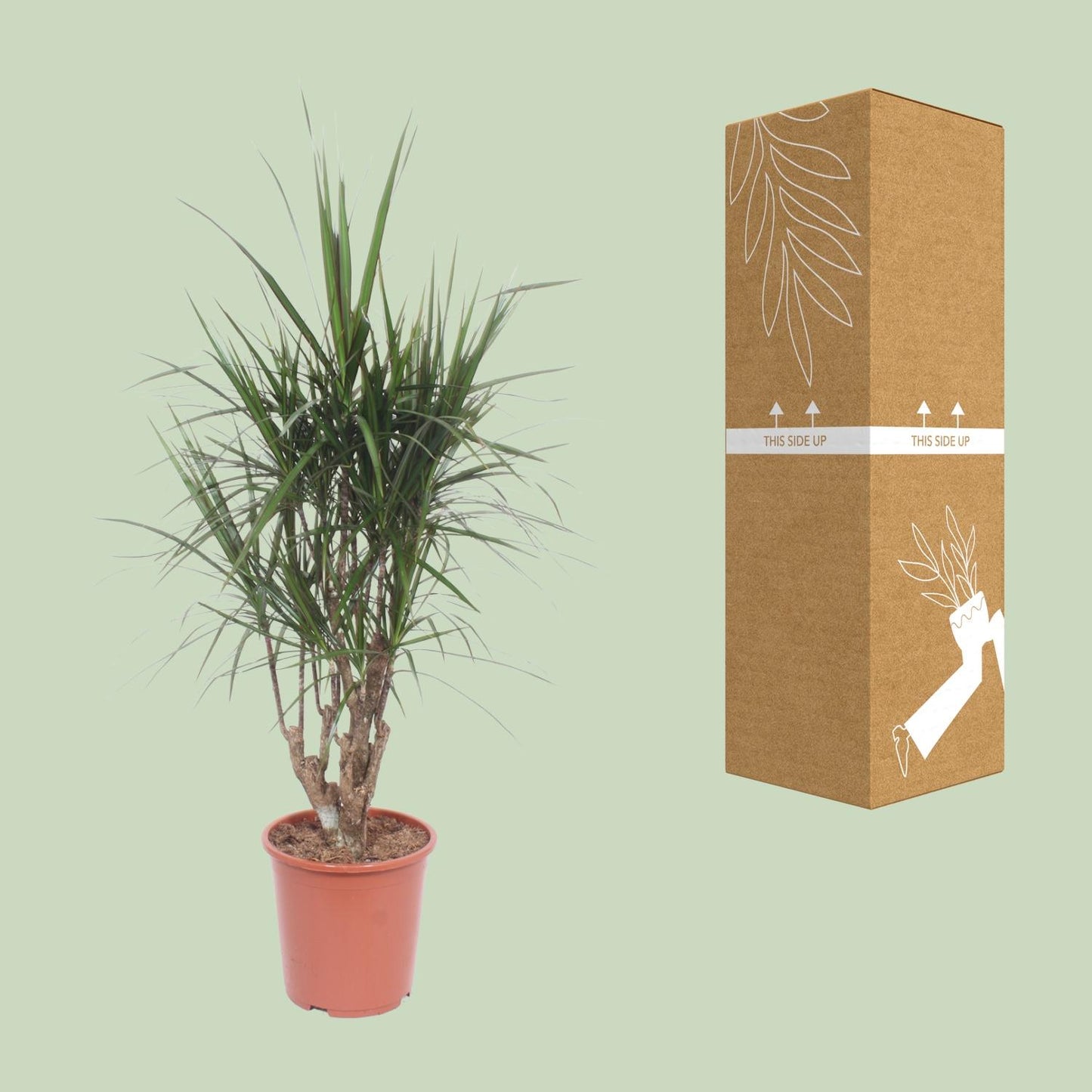 Dracaena Marginata - Ø27cm - ↕130cm