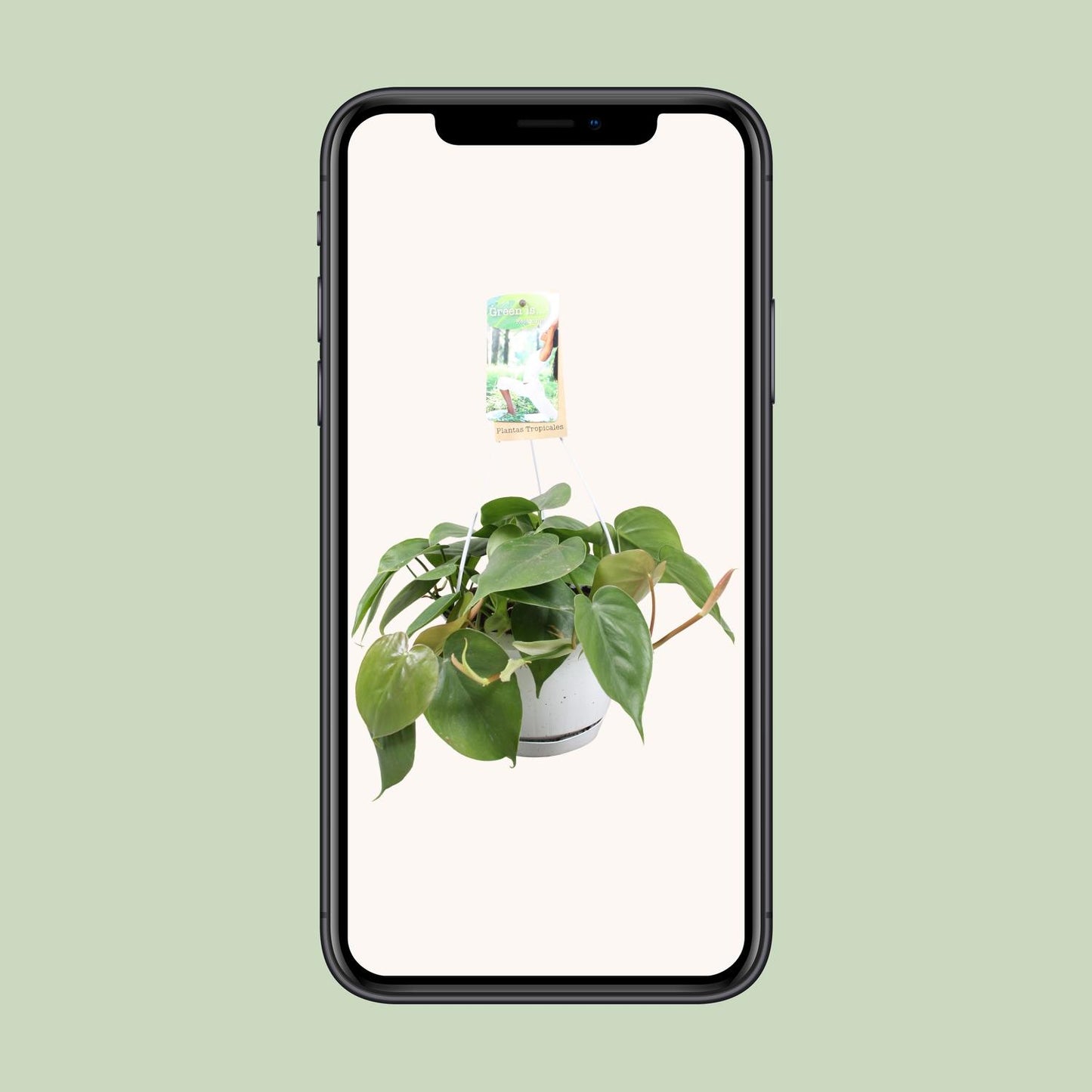 Philodendron Scandens - Ø17cm - ↕20cm