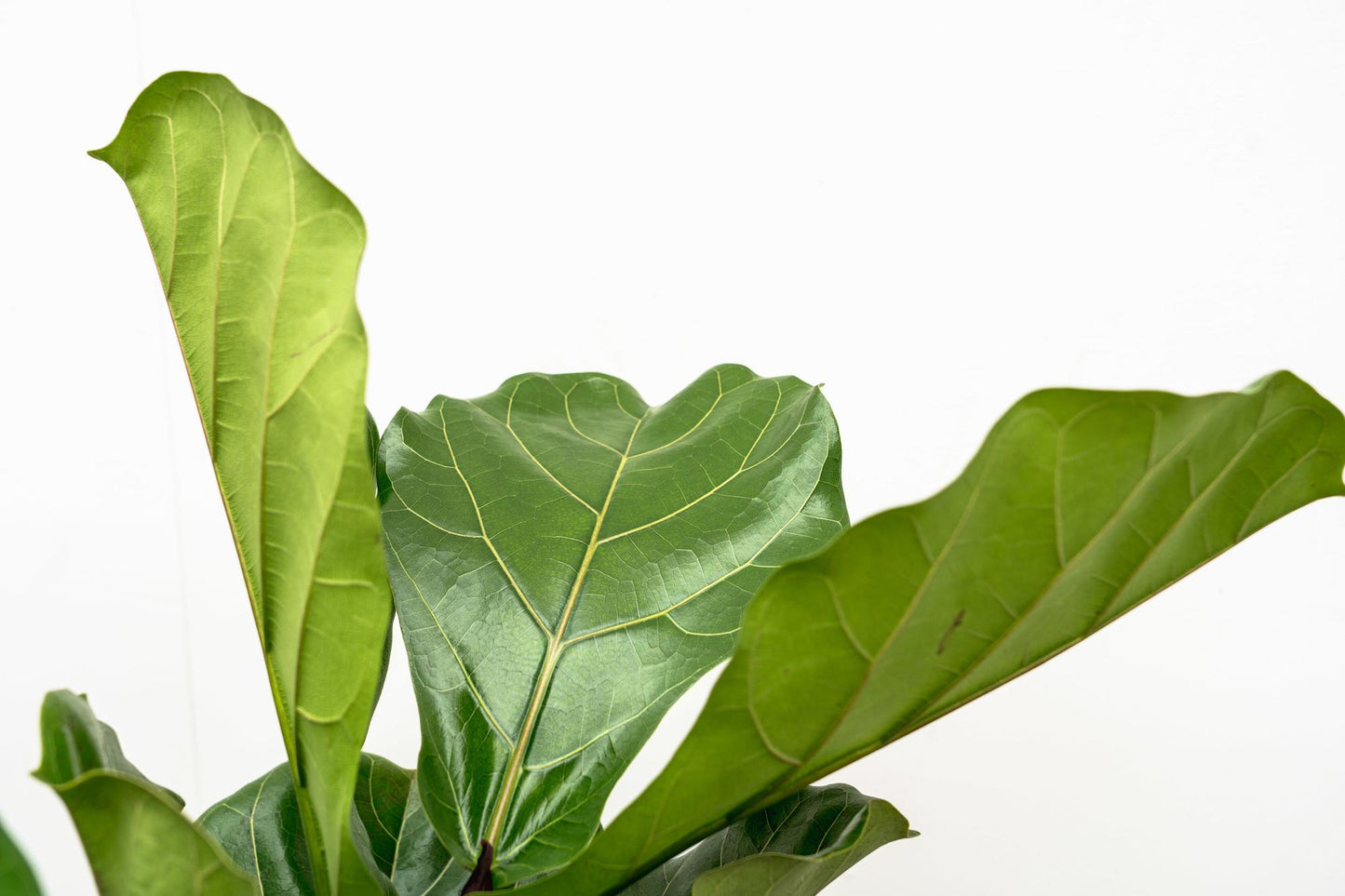 Geigenfeige XL 190 cm – Ficus Lyrata im Topf ø32 cm
