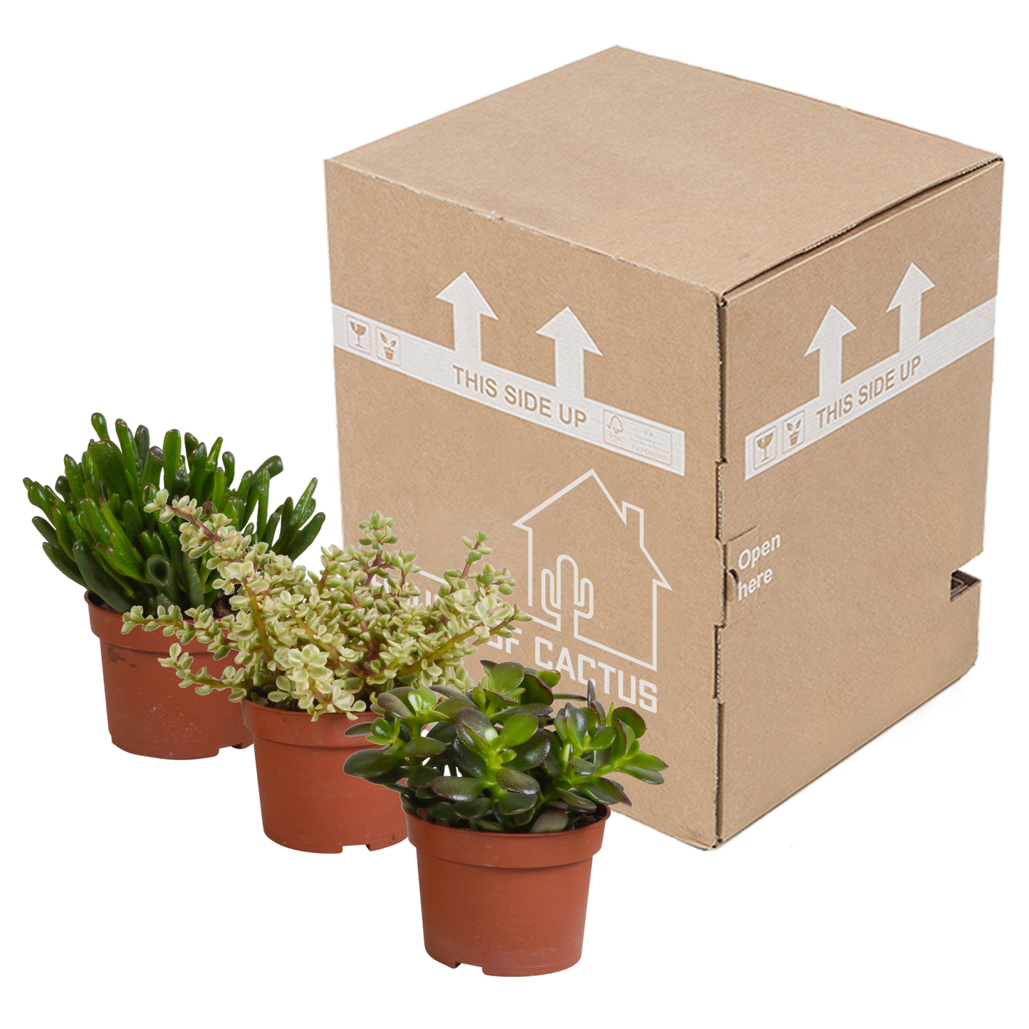 Dickblatt Mix 10,5 cm – 3er Set pflegeleichte Sukkulenten