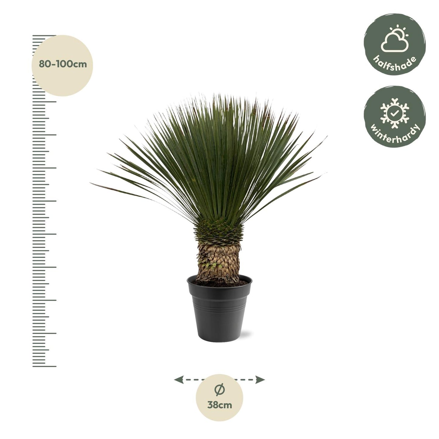 Yucca Rostrata – Blaue Yucca Palme 80-100 cm