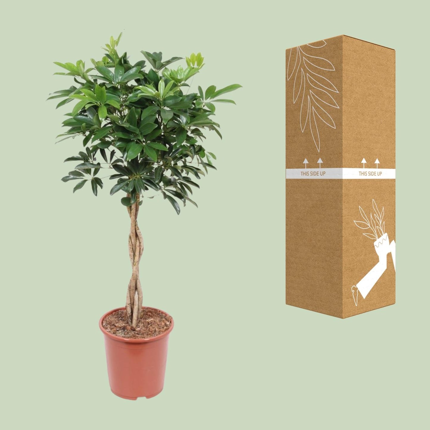 Schefflera Arboricola Compacta - Ø27cm - ↕120cm