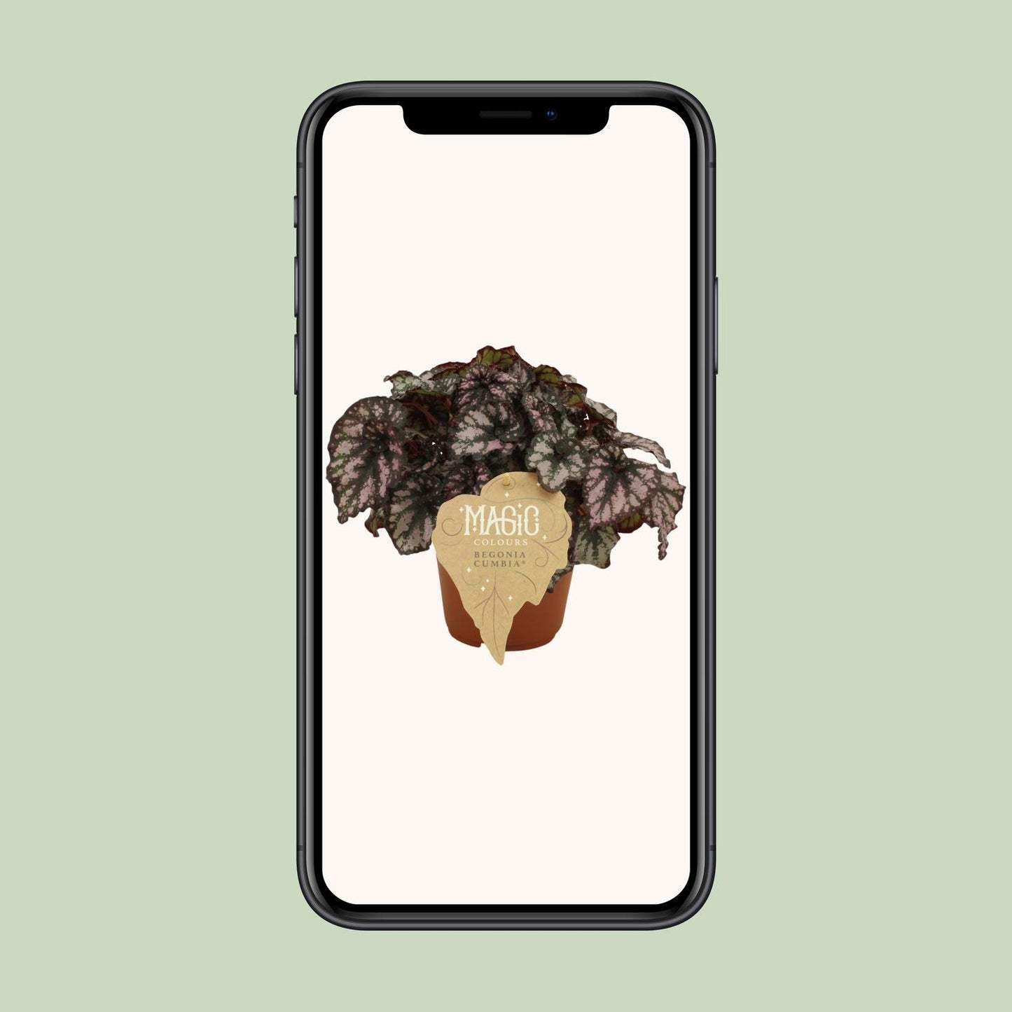 Begonia Rex Cumbia - Ø12cm - ↕25cm
