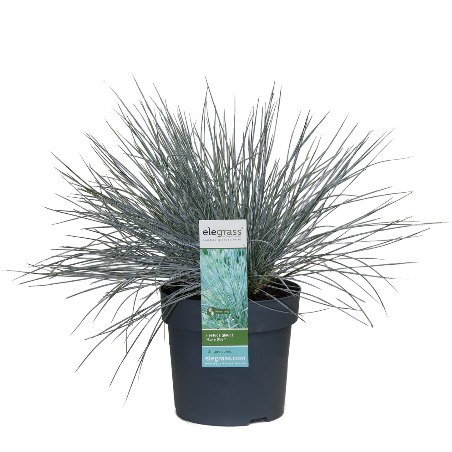 Festuca glauca Azura Blue - Ø14 - ↨30cm