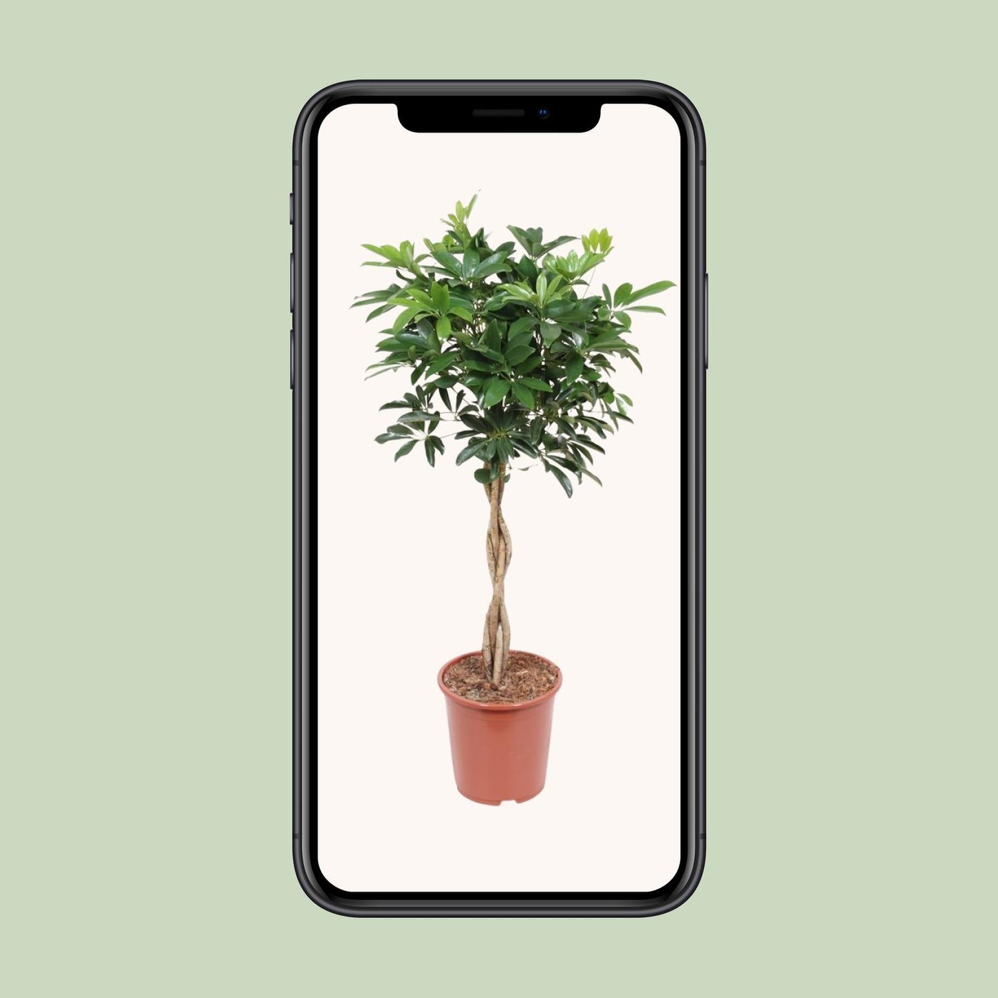 Schefflera Arboricola Compacta - Ø27cm - ↕120cm