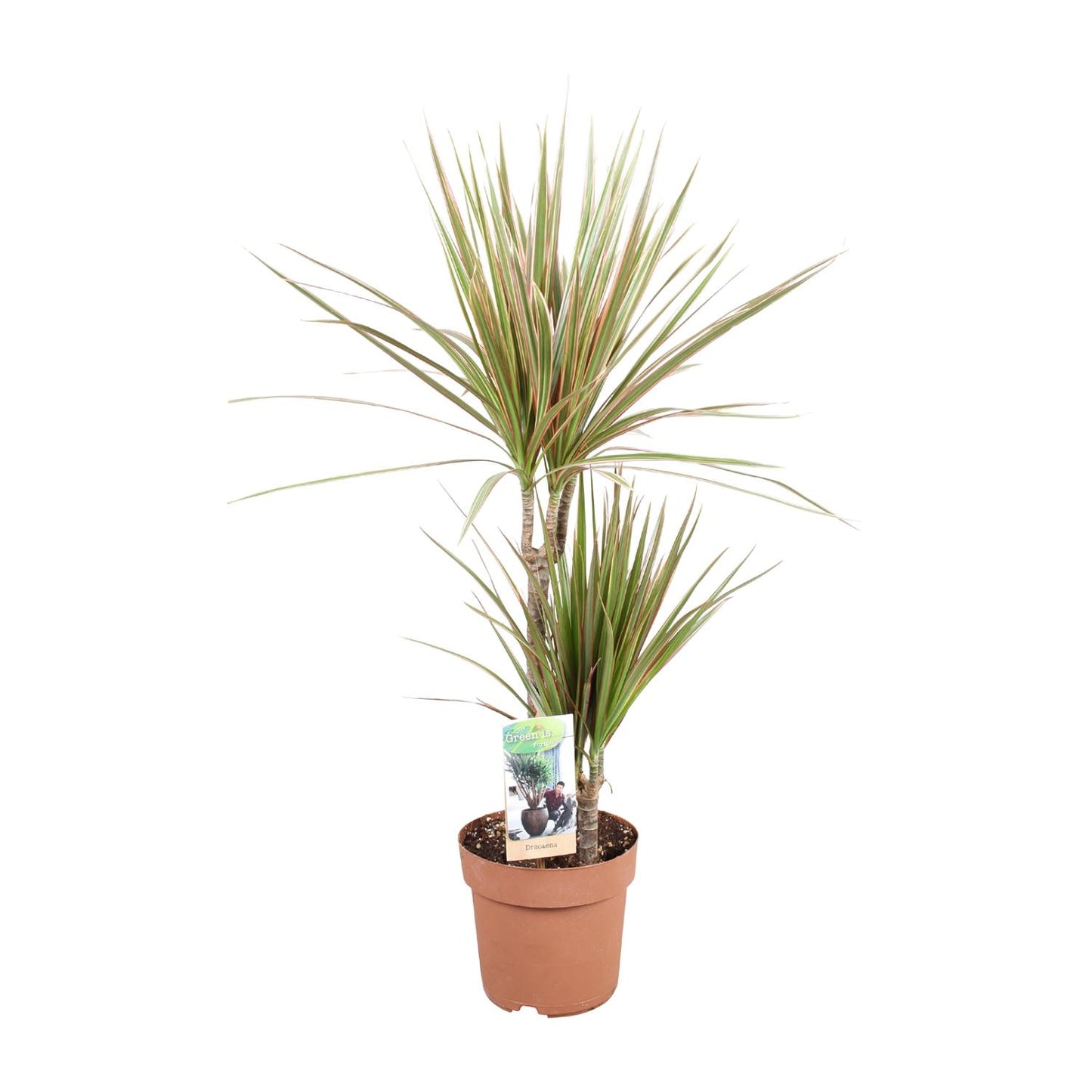Dracaena Bicolor - Ø17cm - ↕80cm