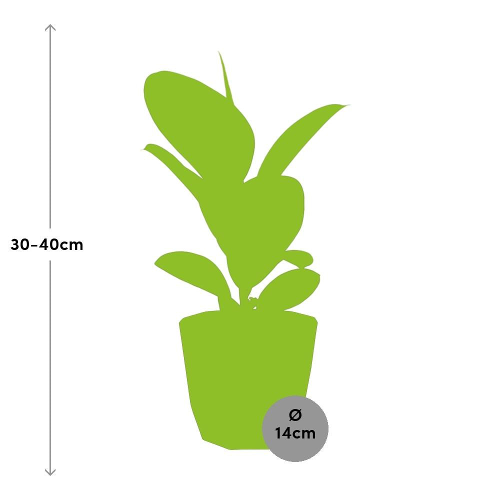 Ficus Elastica ‘Robusta’ in 14cm b.for rock living black