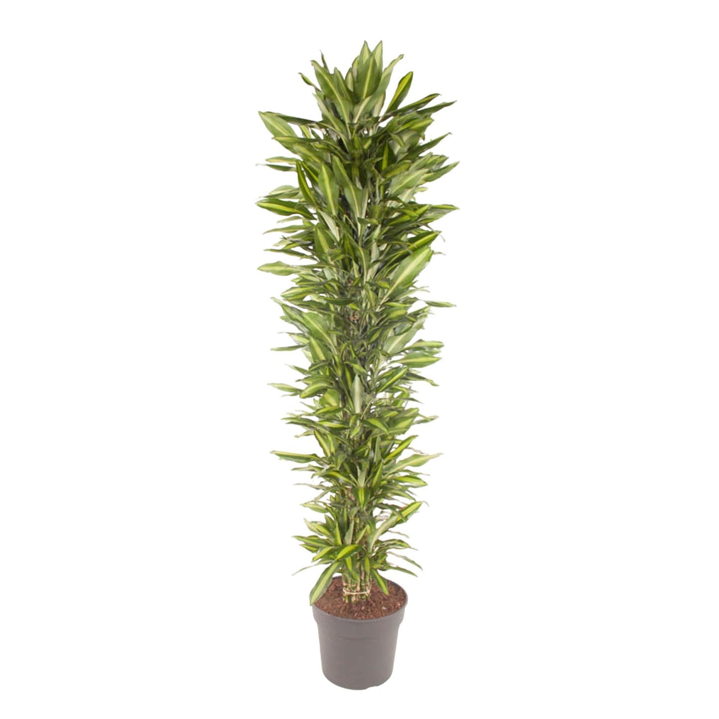 Drachenbaum Cintho – 210 cm pflegeleichte Zimmerpflanze