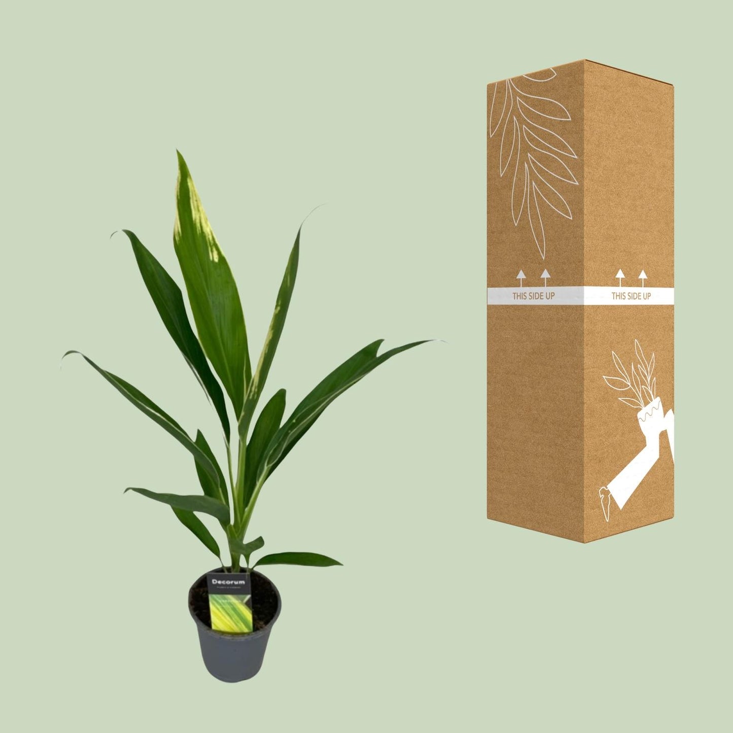 Cordyline Conga - Ø12cm - ↕45cm