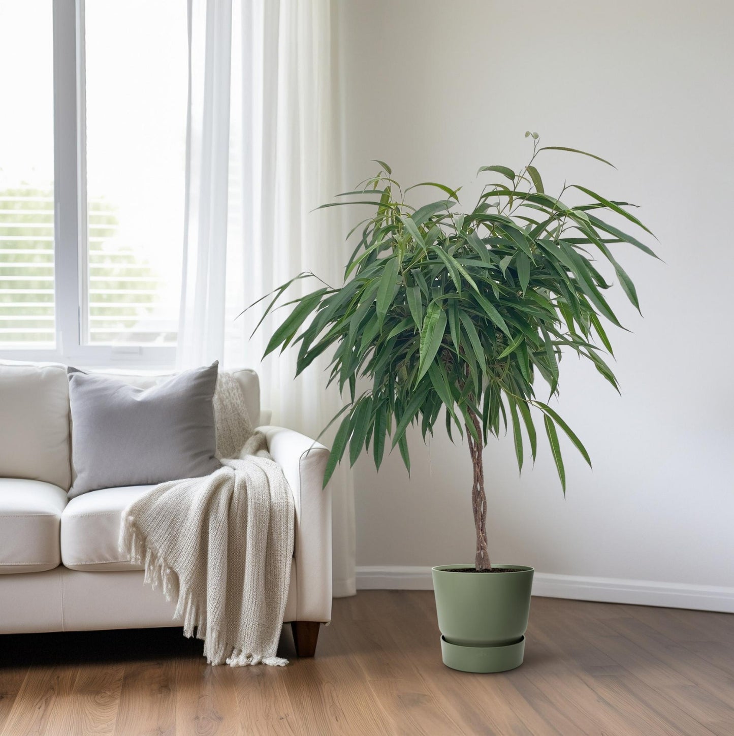 Ficus Mahori / Alii Gevlochten - Ø27cm - ↕110cm