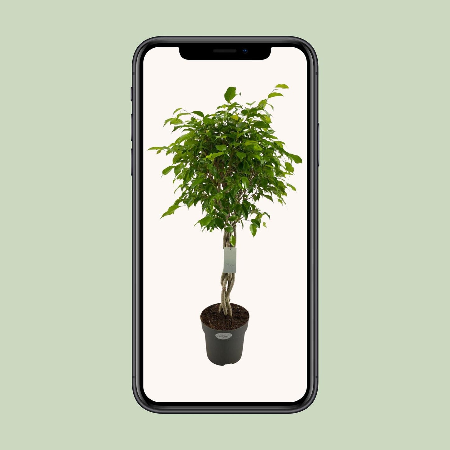 Ficus Benjamina Exotica Geflechtstamm - Ø24cm - ↕100cm