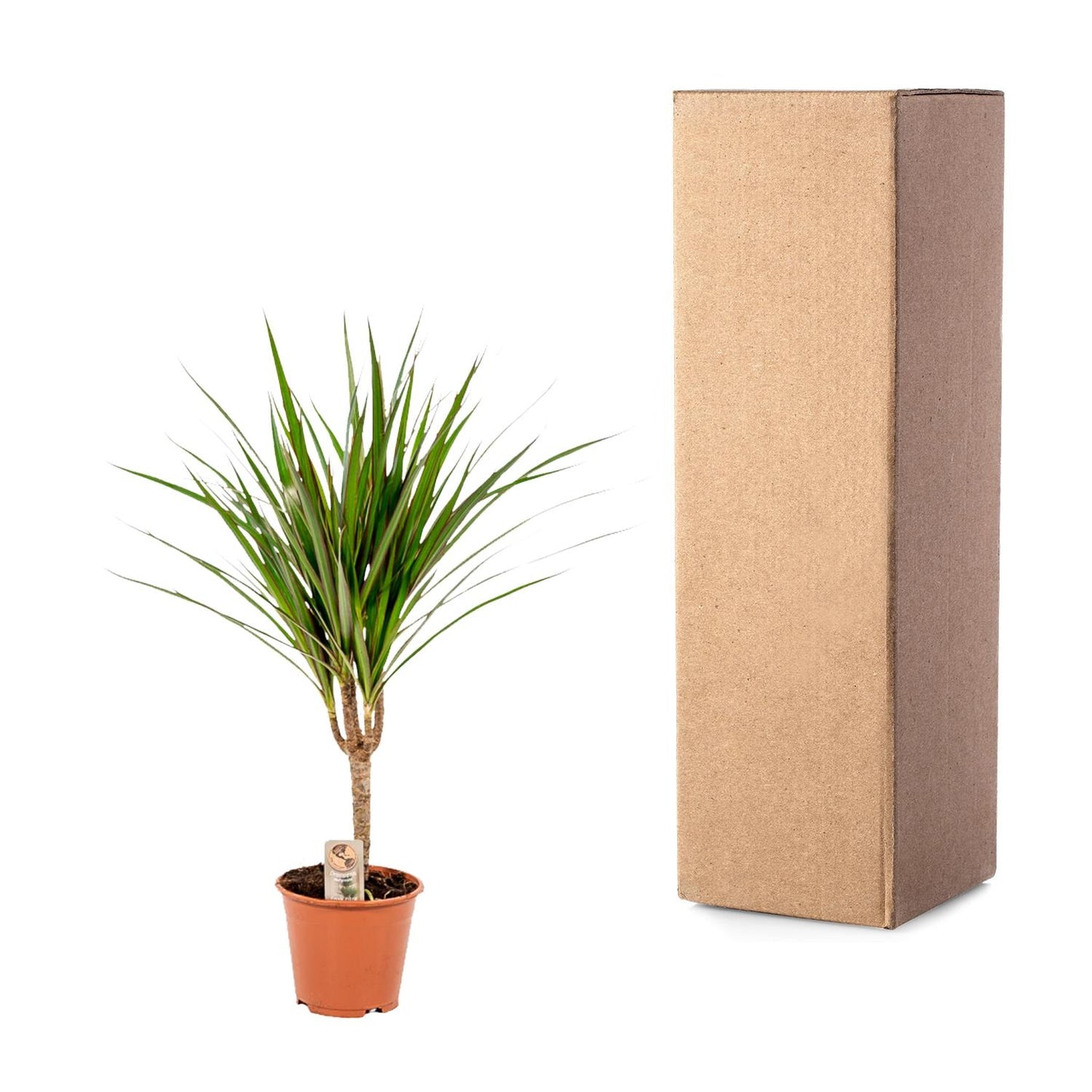 Drachenbaum Marginata – 60 cm pflegeleichte Zimmerpflanze