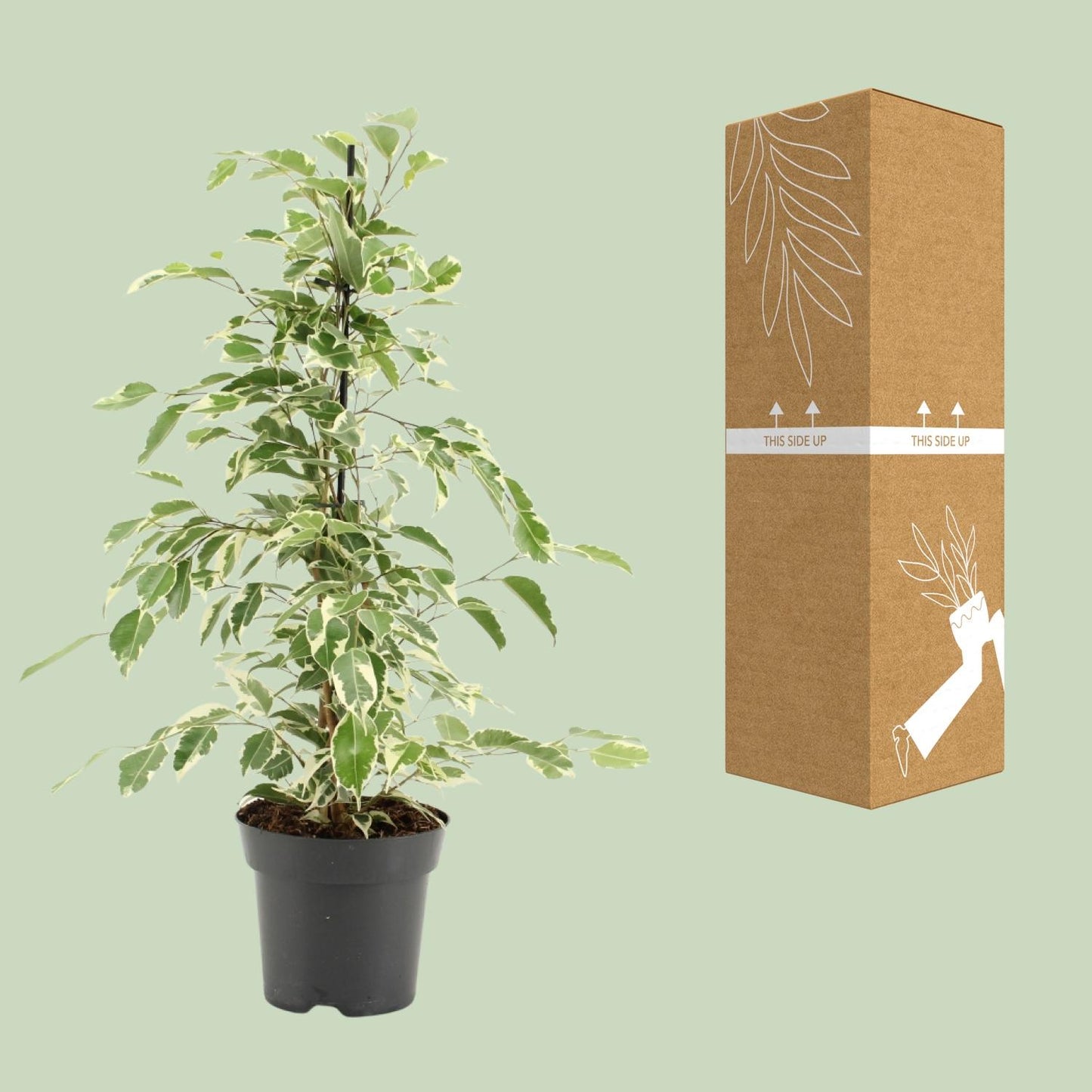 Ficus Benjamina Twilight - Ø14cm - ↕55cm