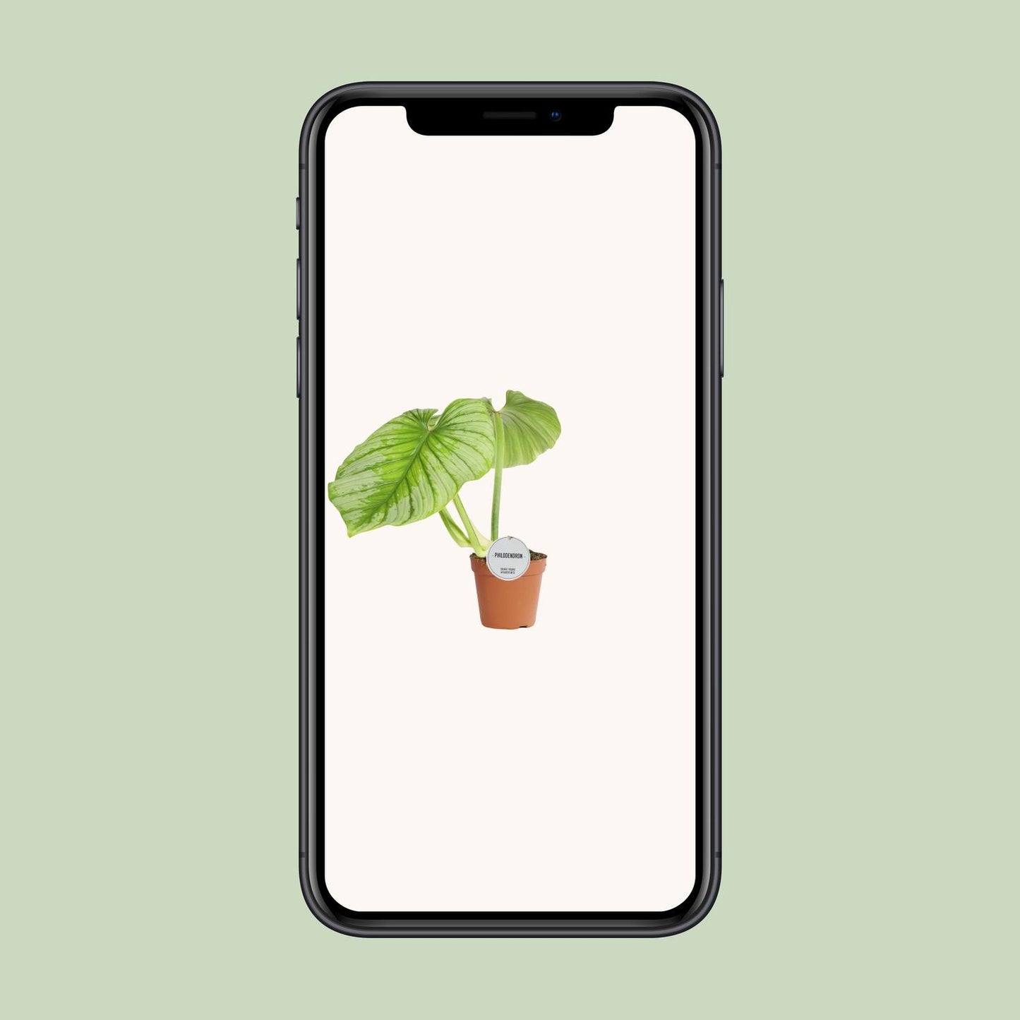Philodendron Mamei - Ø15cm - ↕50cm