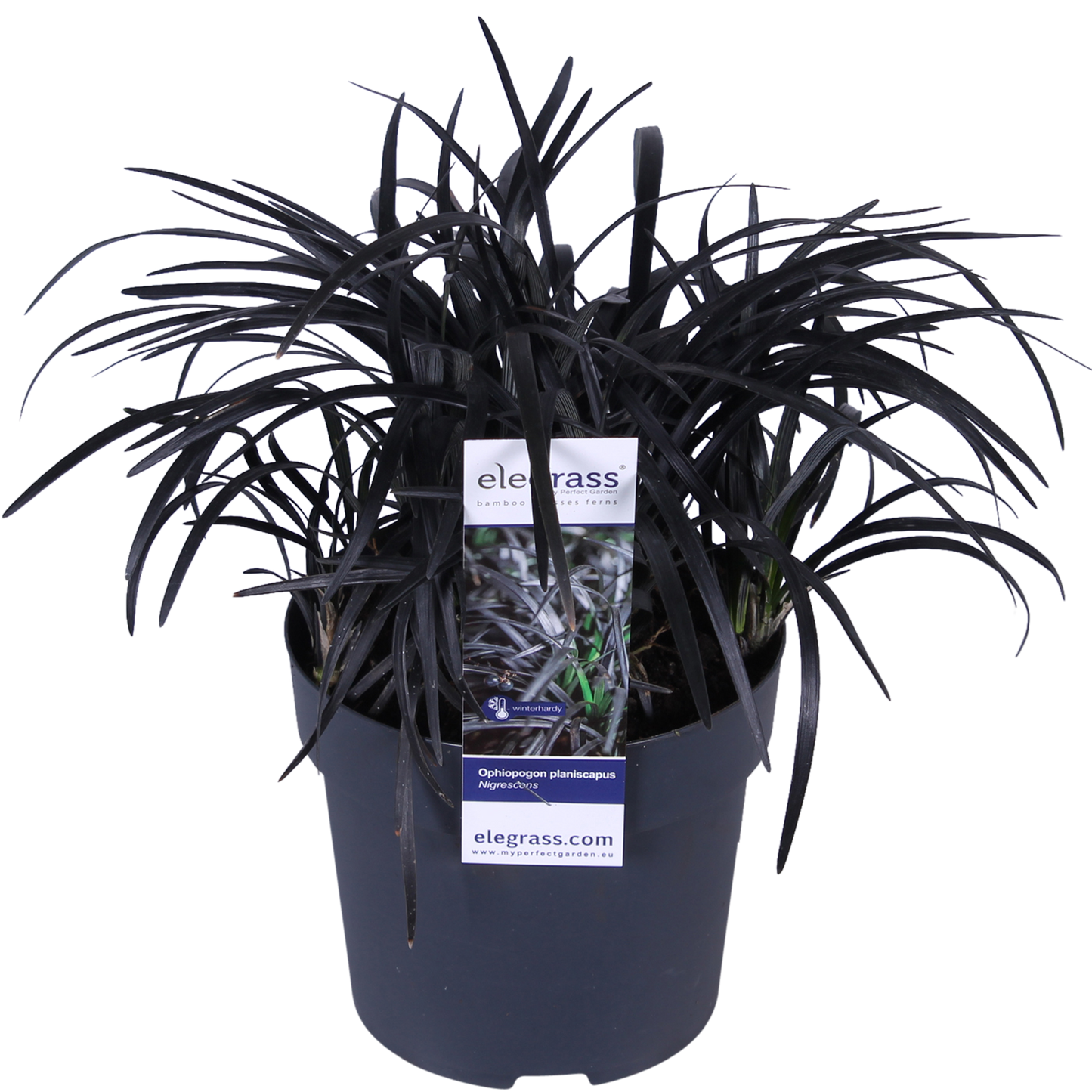 Ophiopogon planiscapus Nigrescens - Ø14cm - ↕30cm