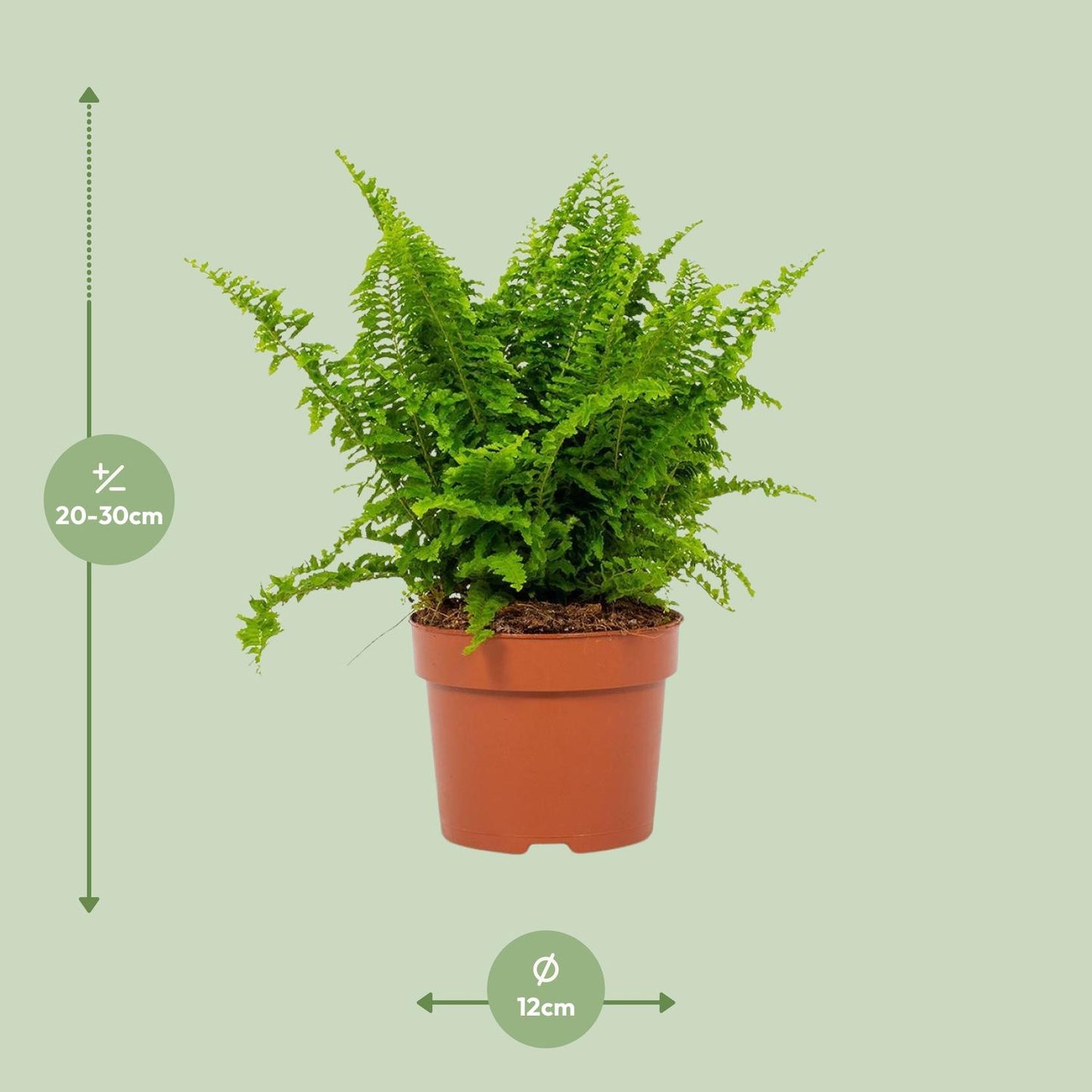 Nephrolepis Vitale 12cm - Ø12cm - ↕23cm