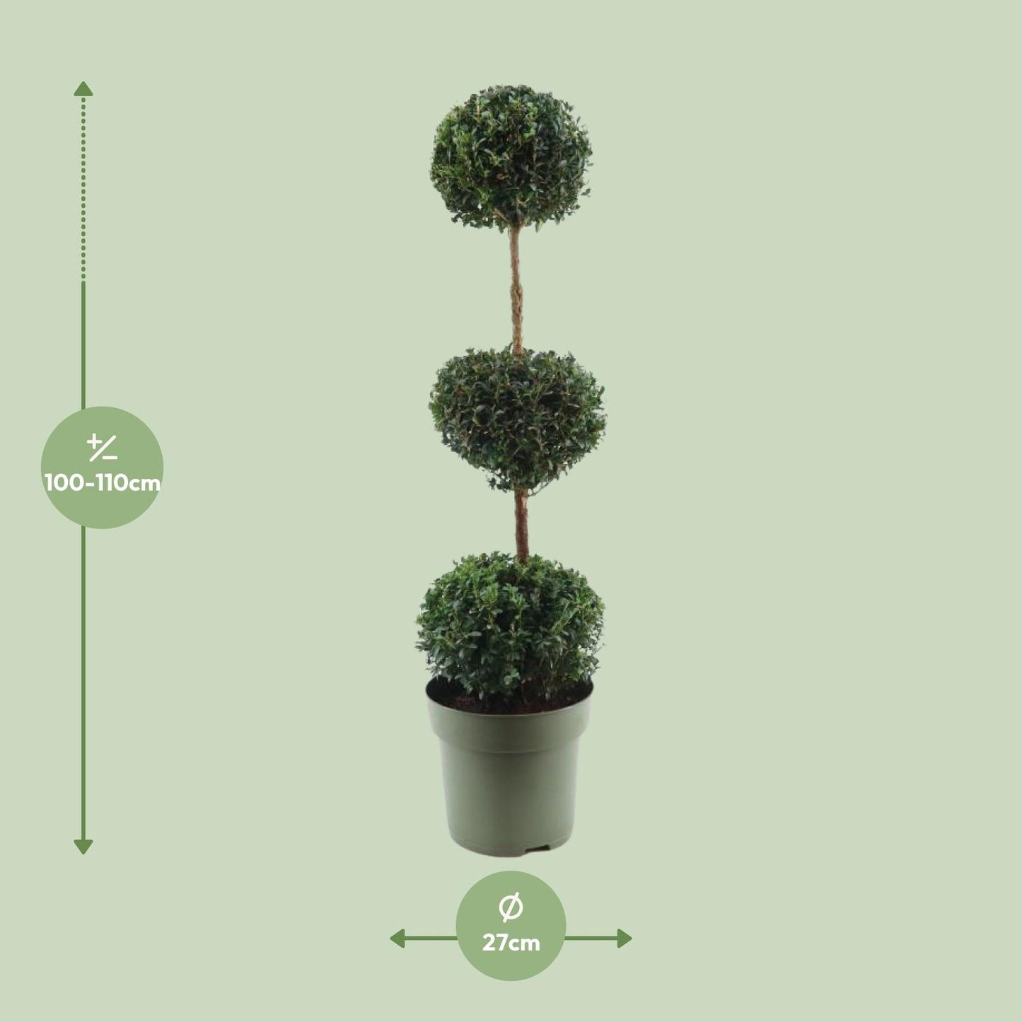 Buxus Semp. Trio-Ball - Ø27cm - ↕110cm