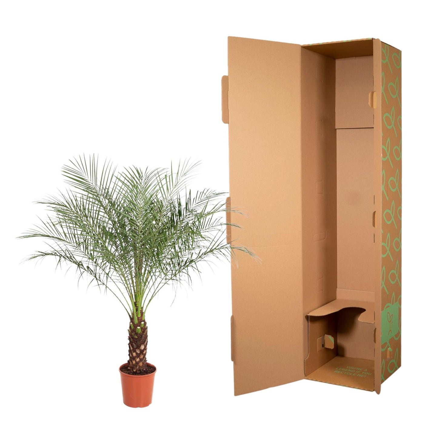 Zwerg-Dattelpalme 190 cm – Exotische Zimmerpflanze