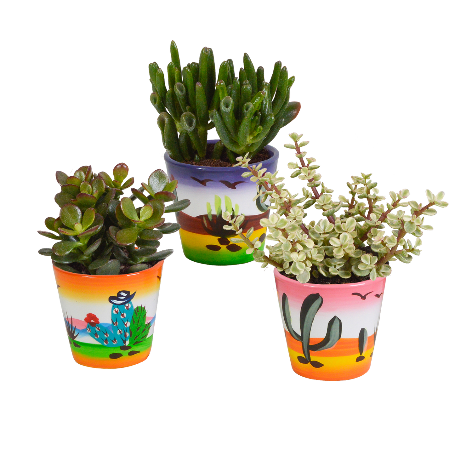 Dickblatt Mix 8,5 cm – 3er Set pflegeleichte Sukkulenten