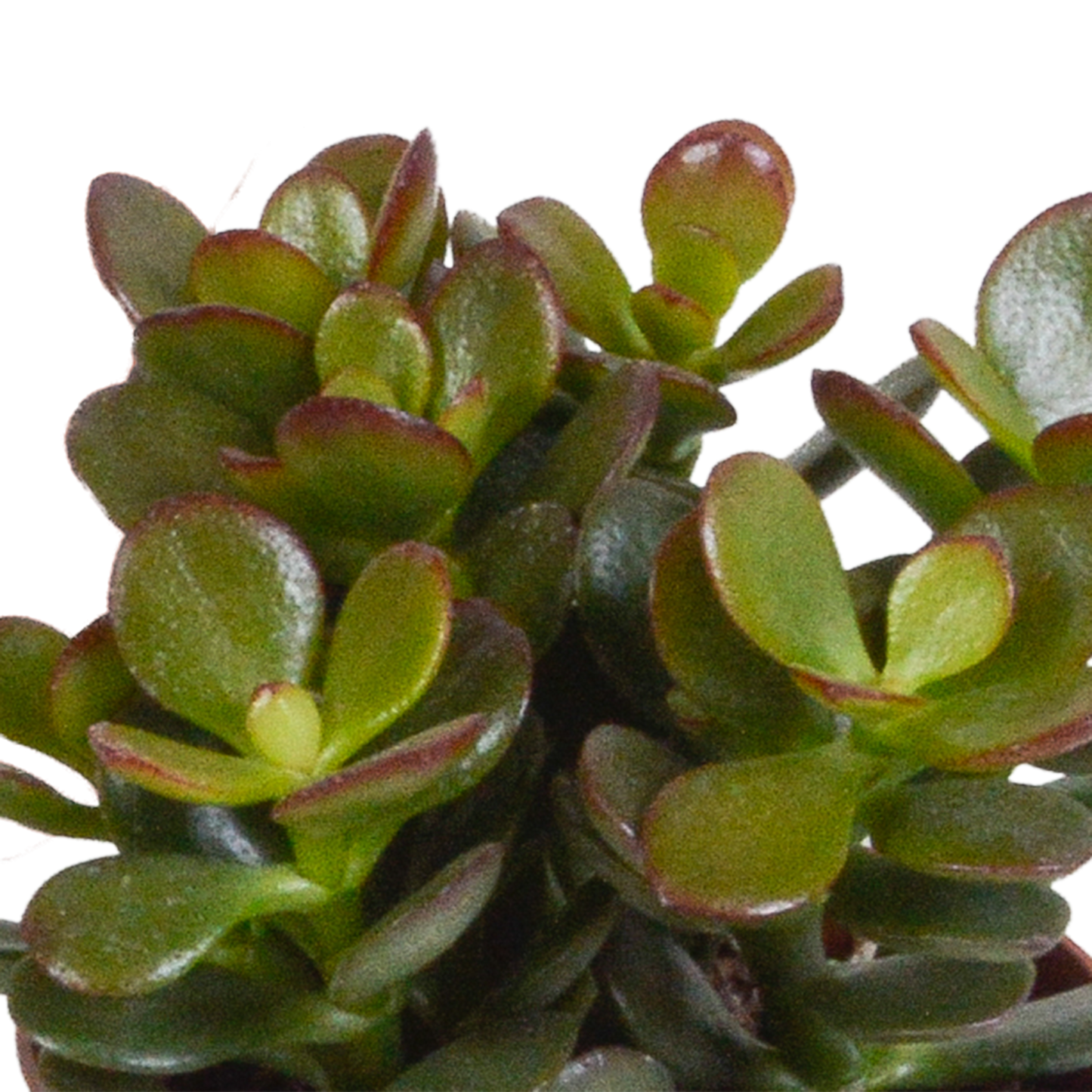 Dickblatt-Mix 3er Set – Pflegeleichte Sukkulenten 8,5 cm