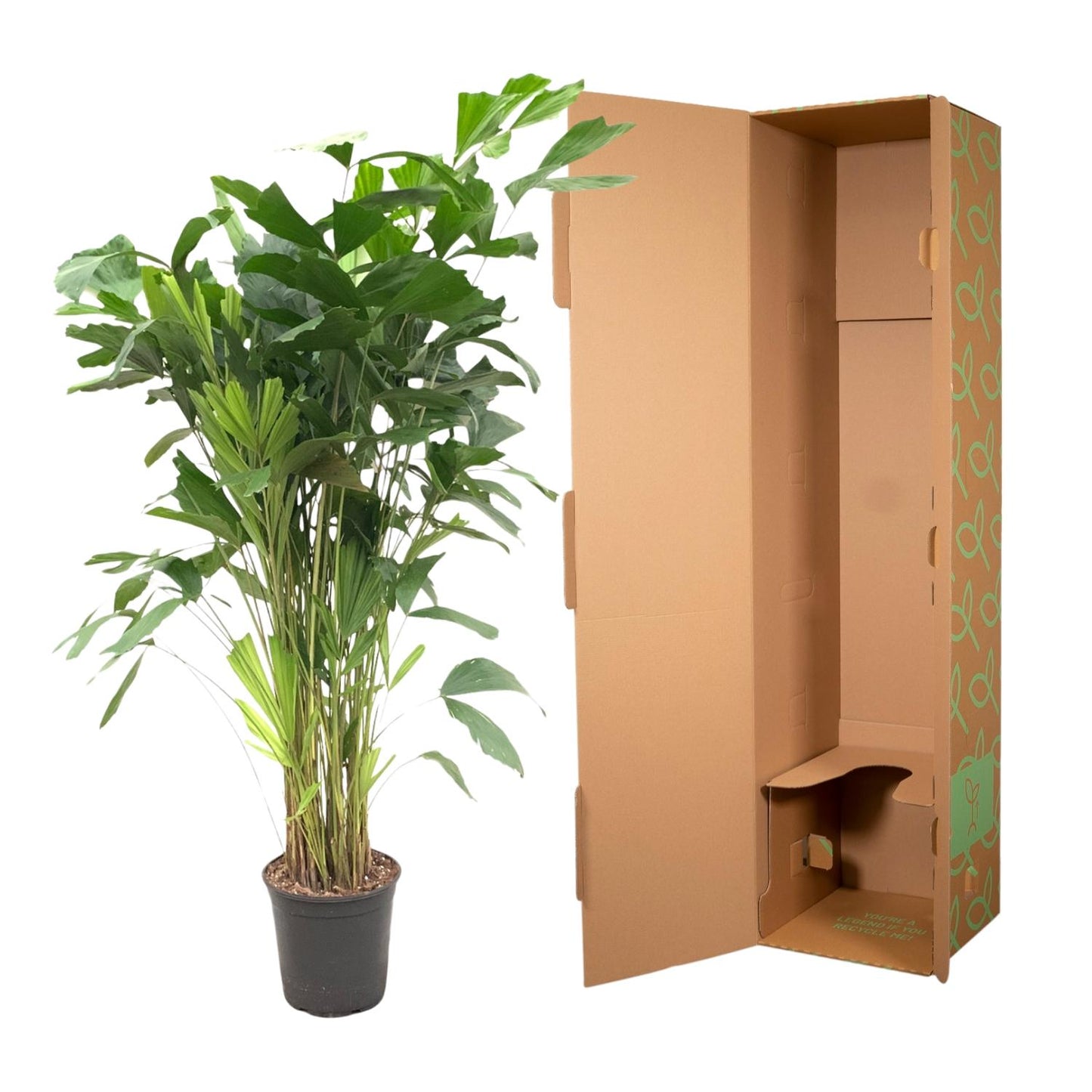 Fischschwanzpalme 140 cm – Exotische Zimmerpflanze