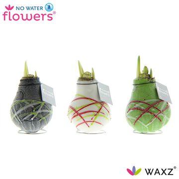 No Water Flowers Waxz Art Picasso - 3 stuks - Ø7 cm - ↕15 cm