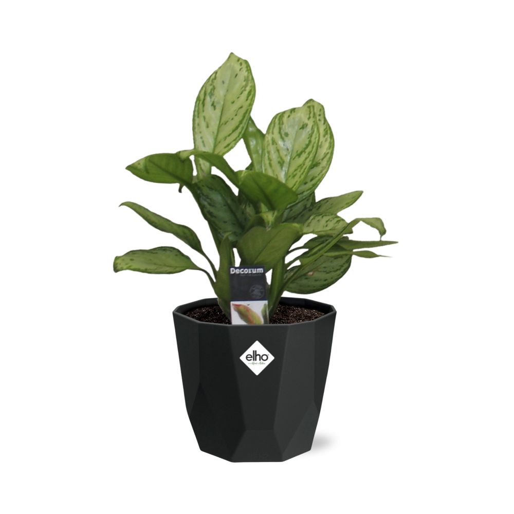 Aglaonema Christina in 14cm b.for rock living black
