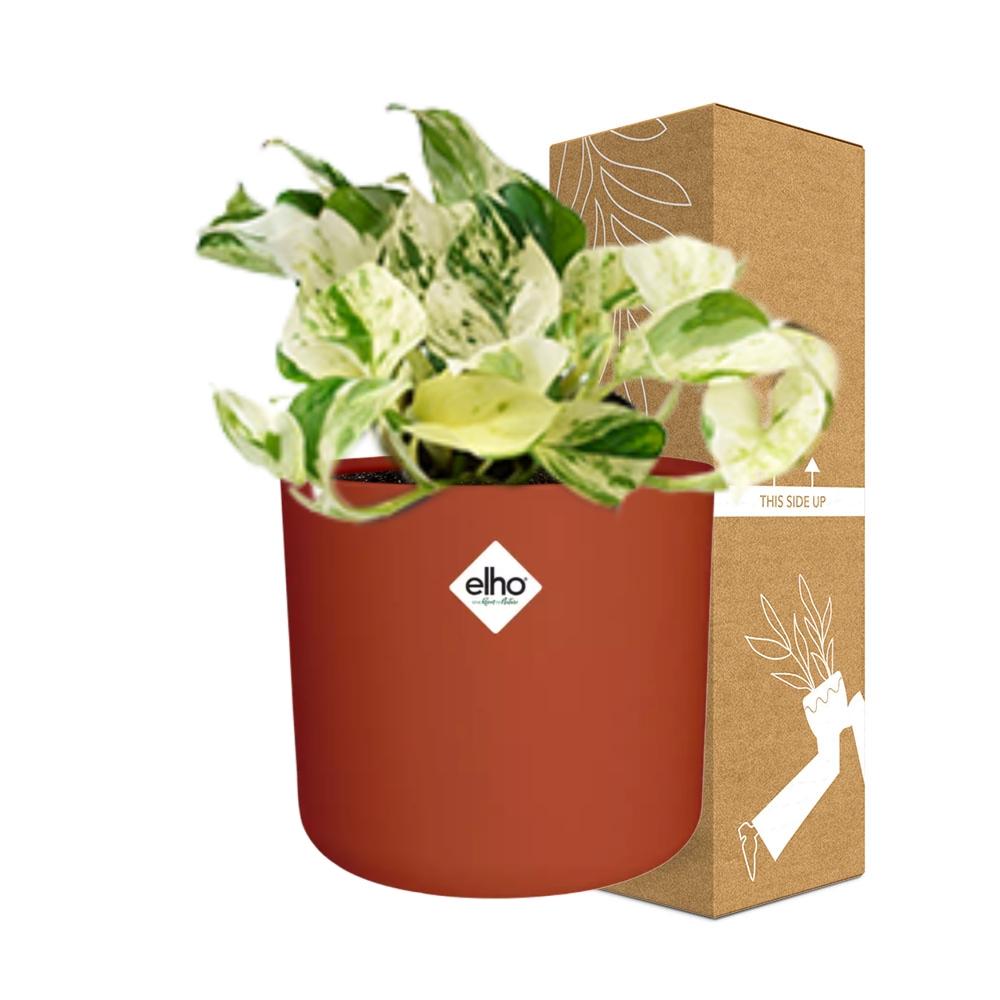 Epipremnum Pinnatum Happy Leaf in ELHO b.for soft rond 14cm brique