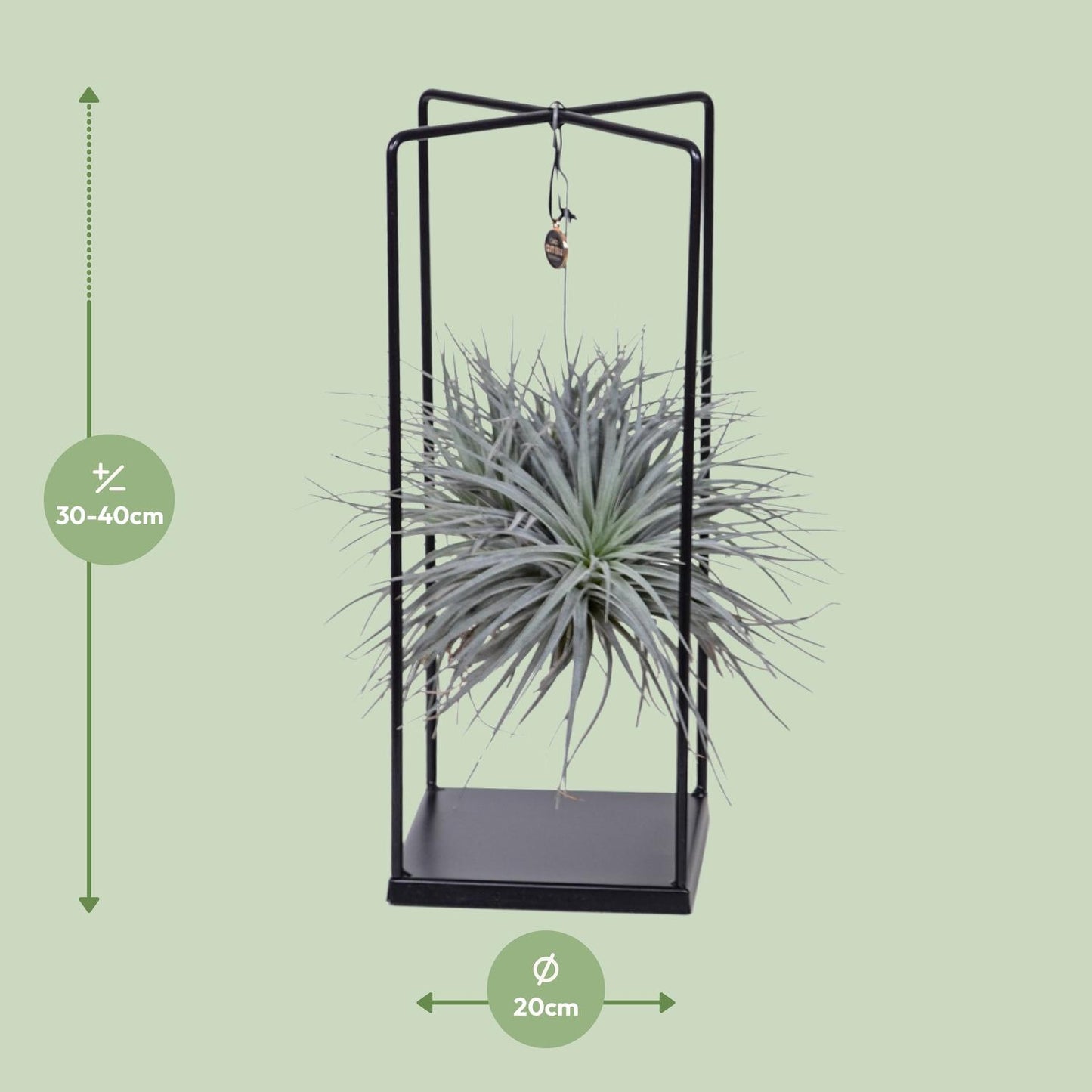 Tillandsia Mix 1 stuck Ø20cm - ↕20cm