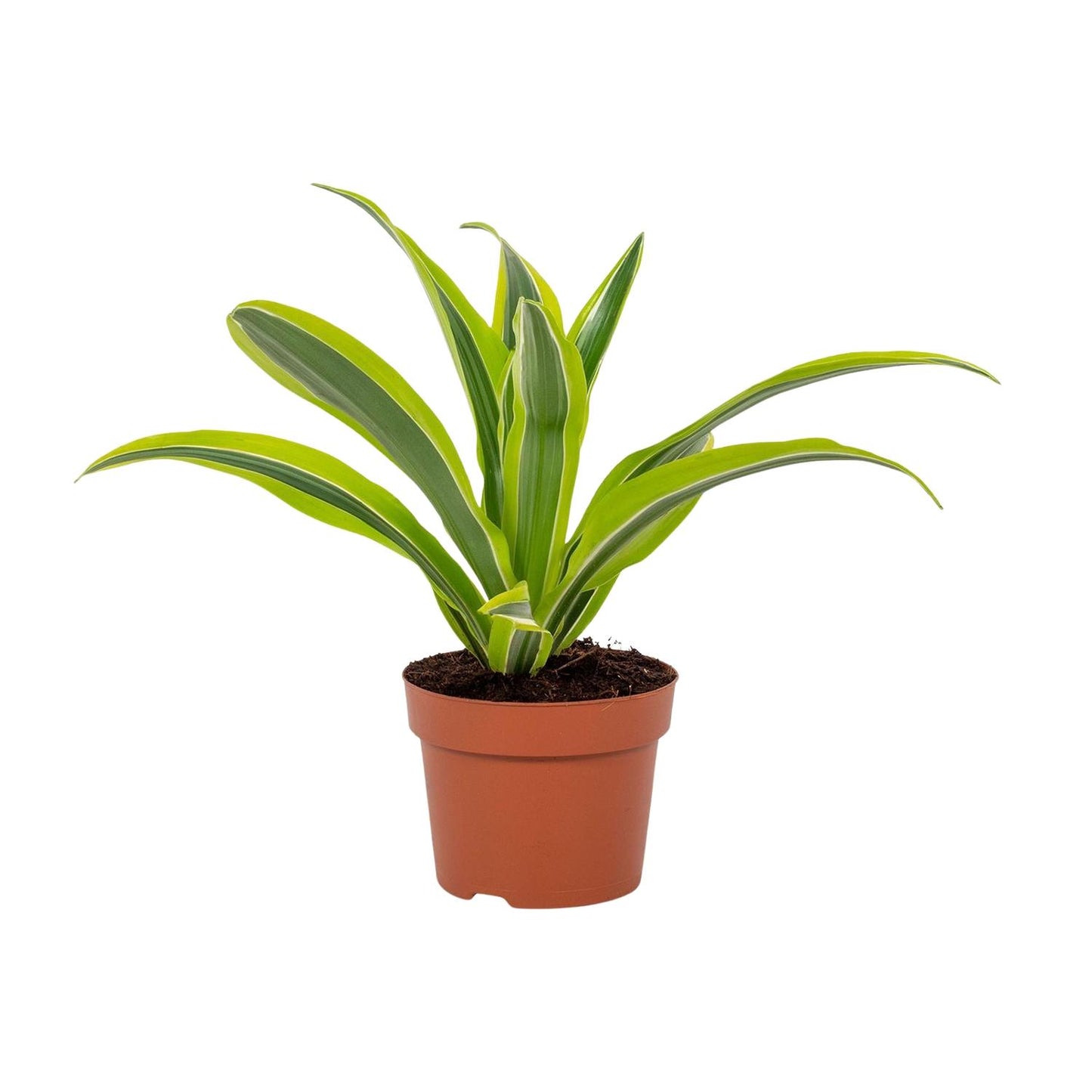 Dracaena Lemon Lime 12cm - Ø12cm - ↕27cm