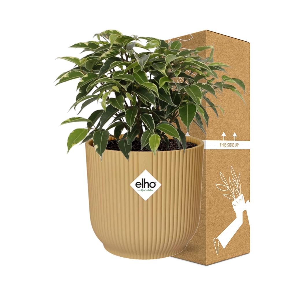 Ficus Benjamina Kinky in ELHO Vibes Fold 14cm geel