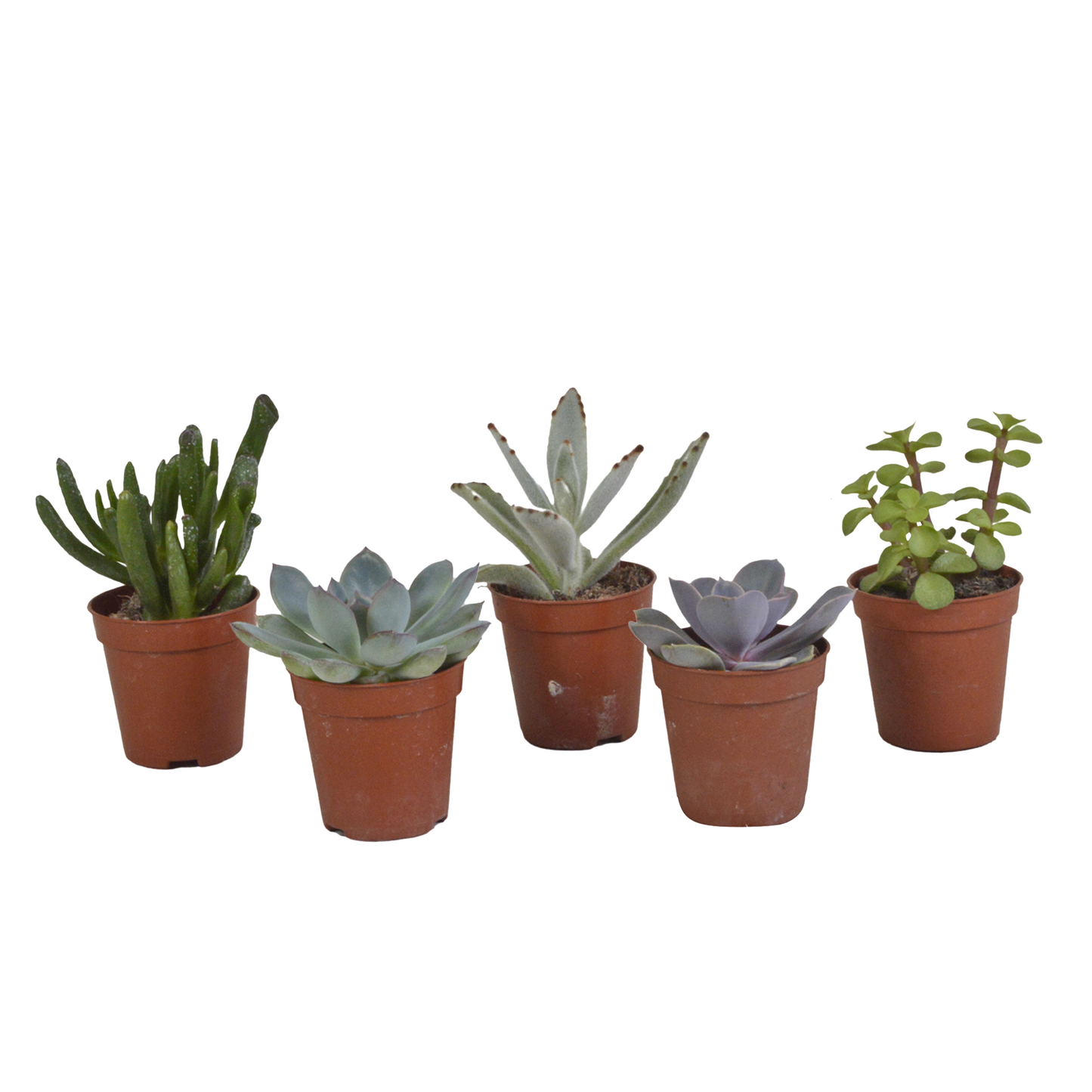 Sukkulenten Mix 5er Set – Pflegeleichte Mini Pflanzenvielfalt