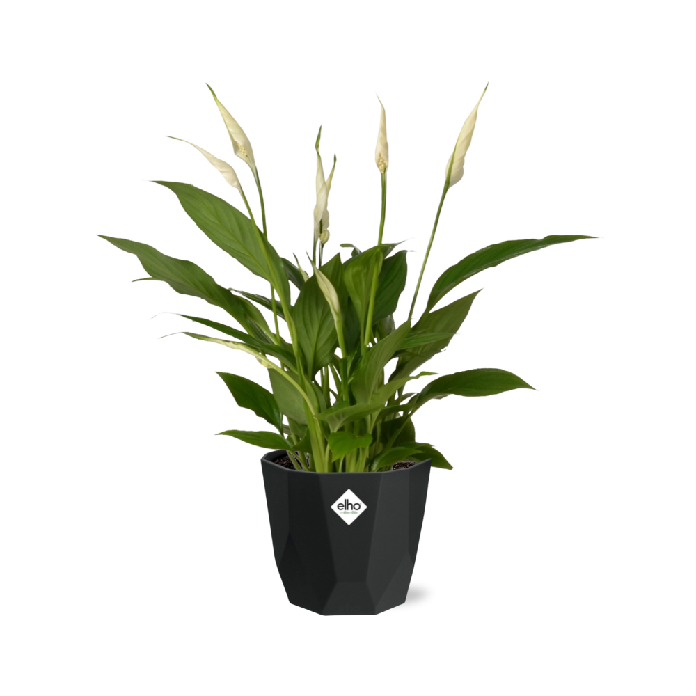 Spathiphyllum 12 Cm Torelli in 14cm b.for rock living black