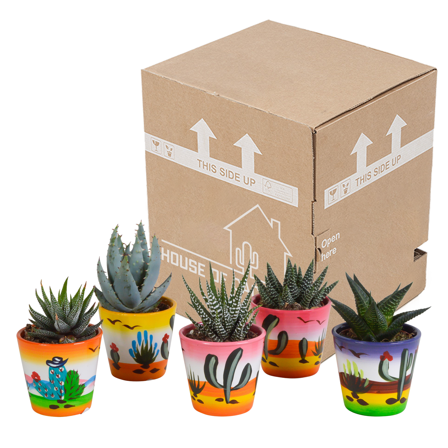 Gasterie & Haworthie Mix – 5er Set im Mexiko-Topf 5,5 cm