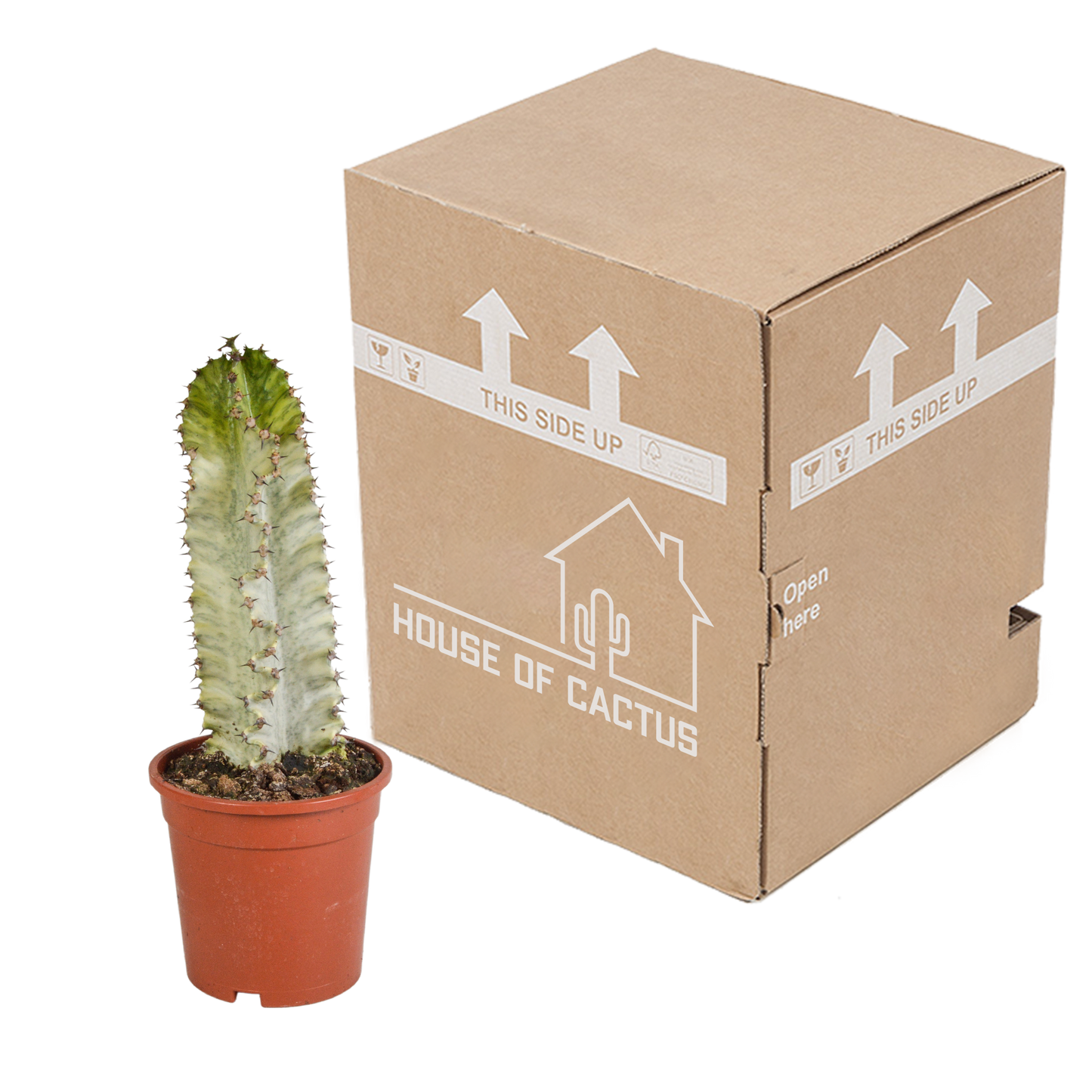 Euphorbia marmorata 17 cm