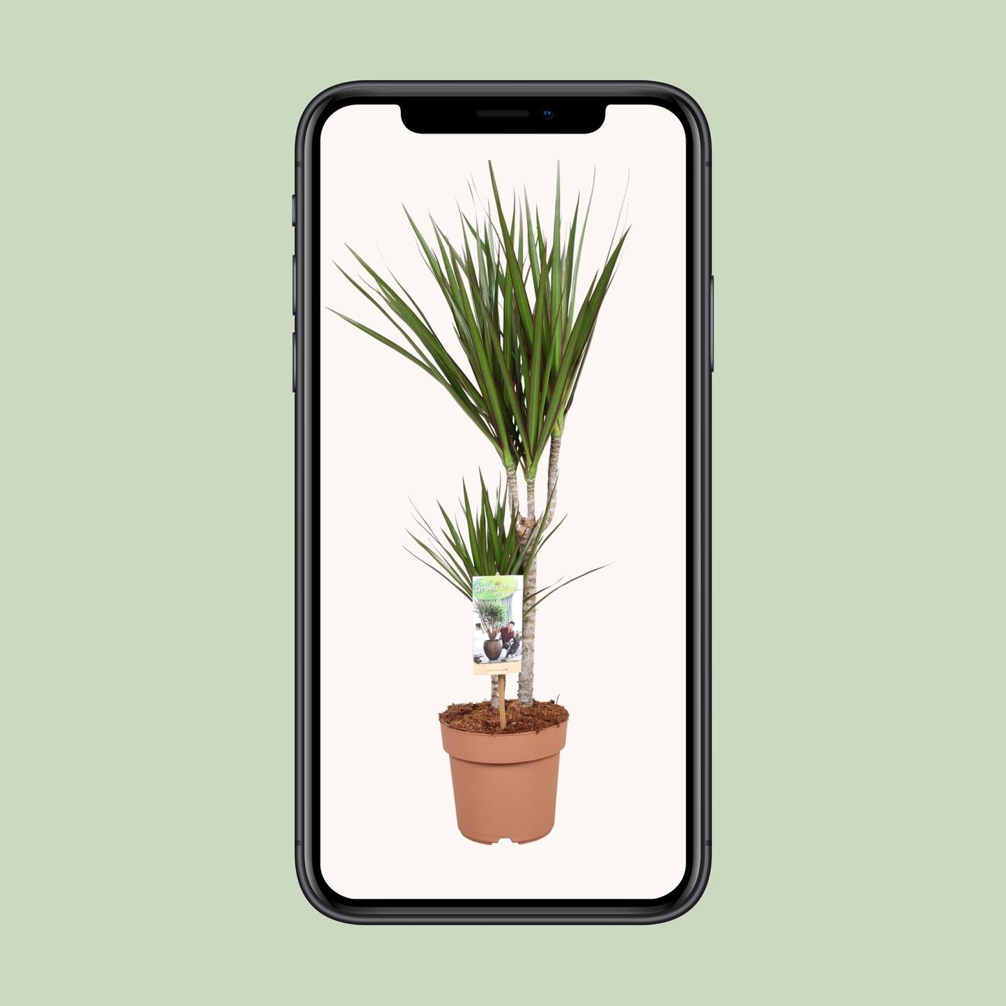 Dracaena Marginata - Ø17cm - ↕75cm